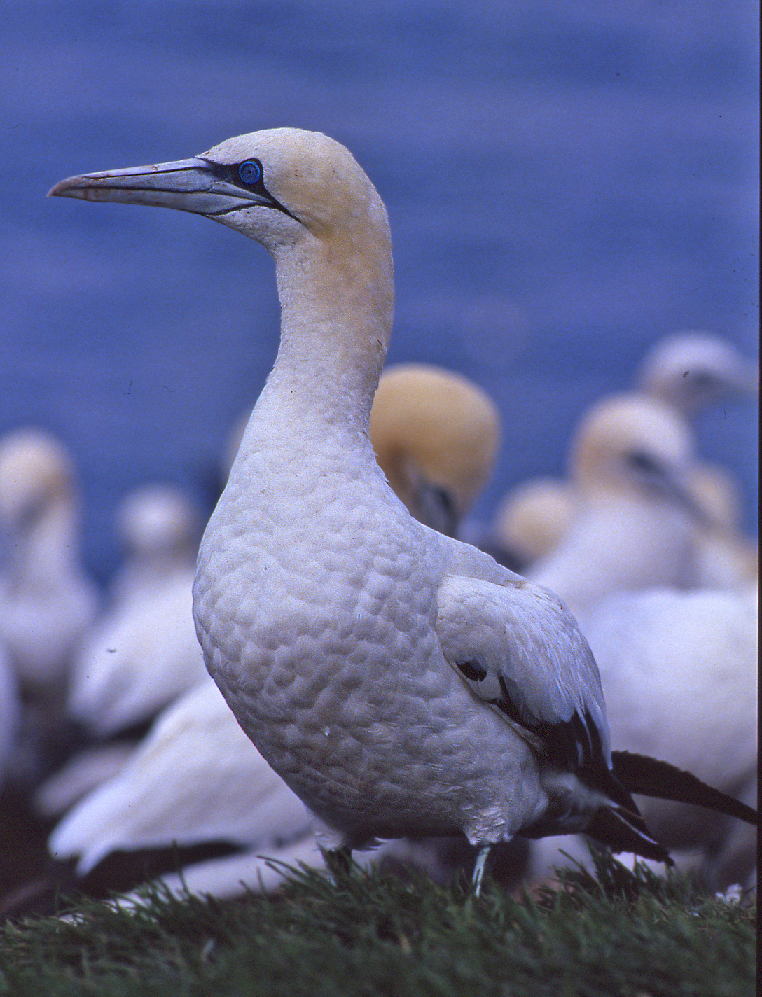 Northern Gannet