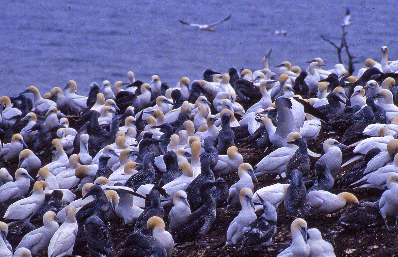 Northern Gannet