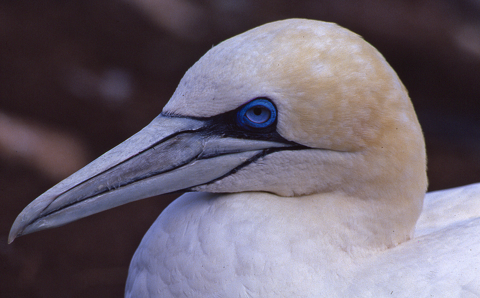 Northern Gannet