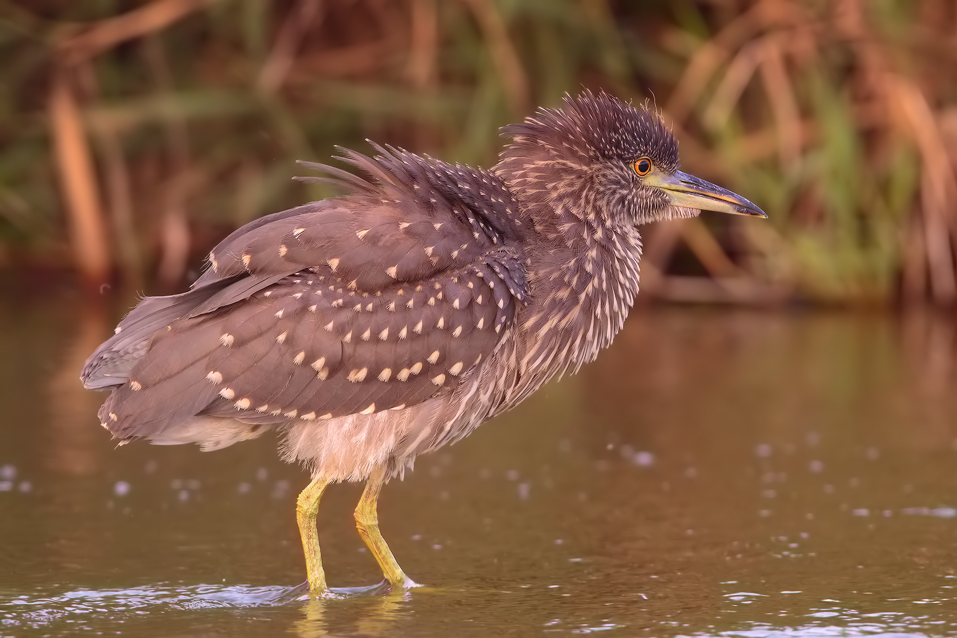 Night Heron young