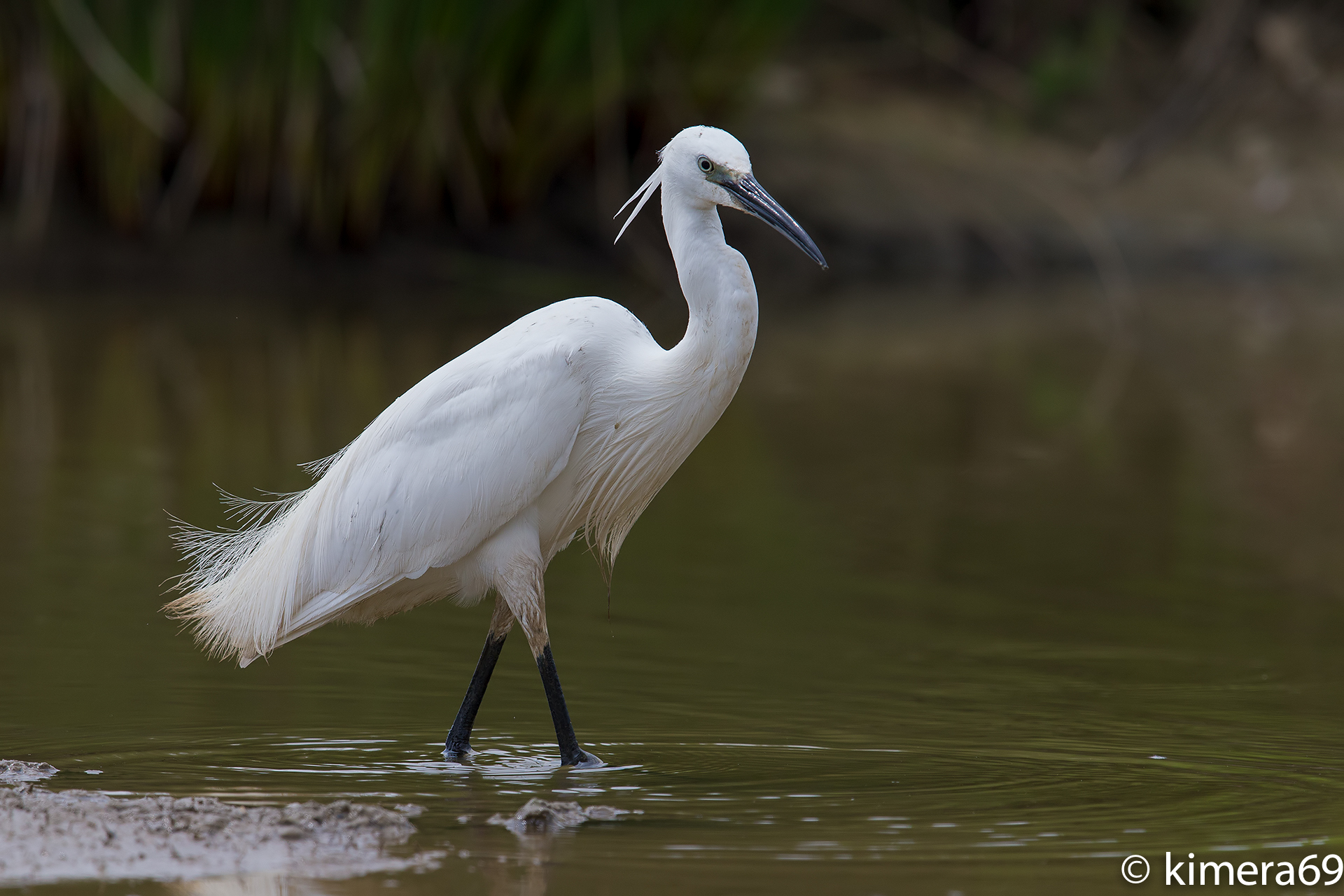 Little Egret Egretta