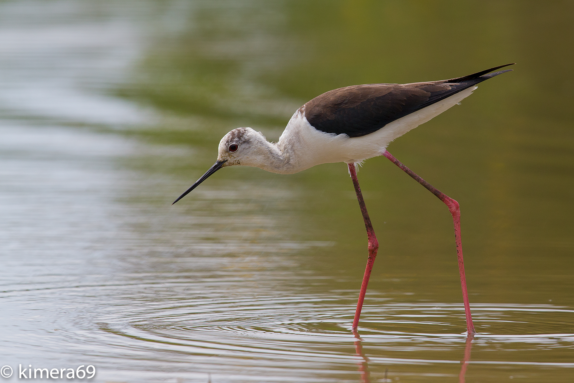 Himantopus himantopus