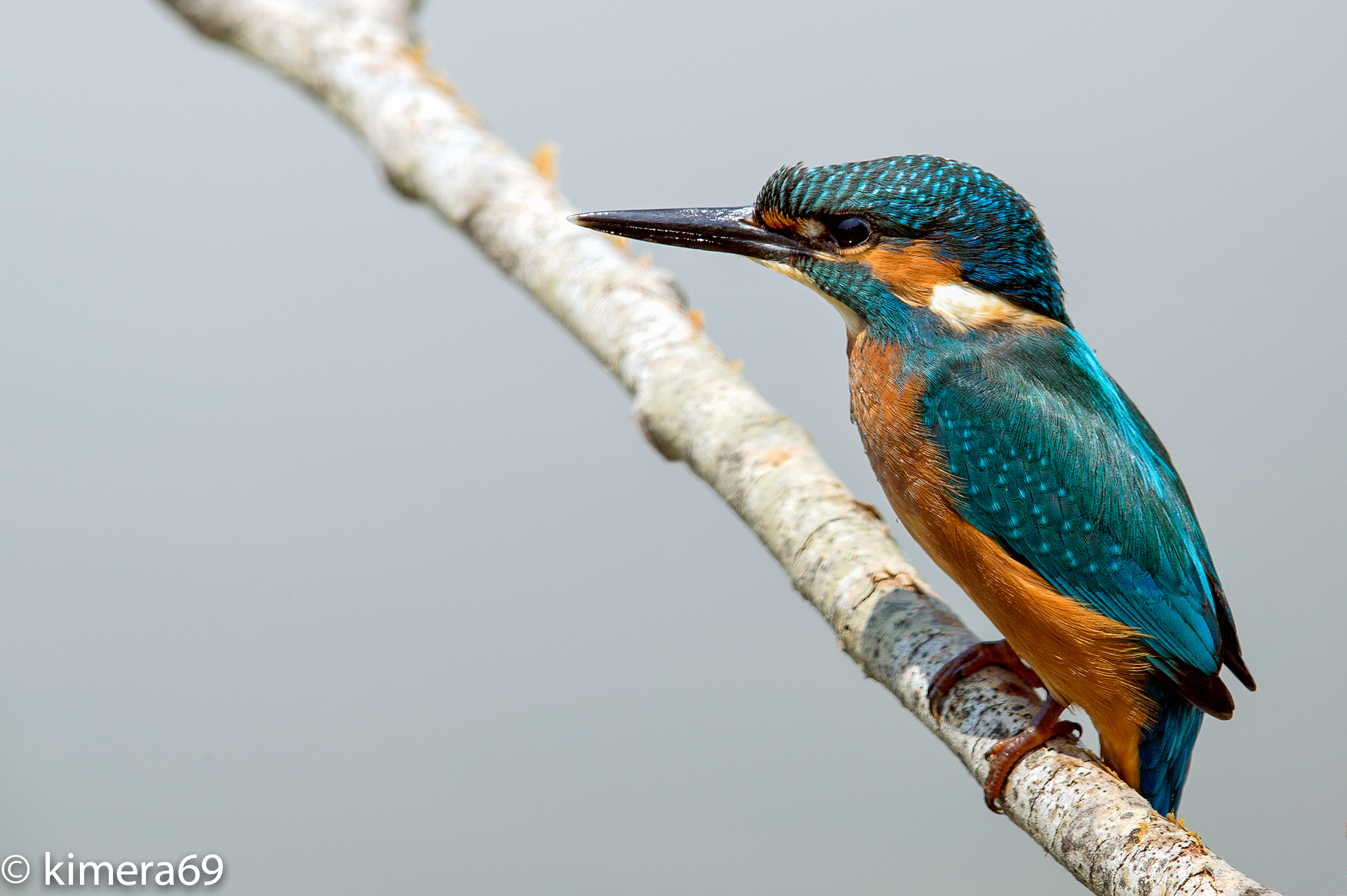 Alcedo atthis