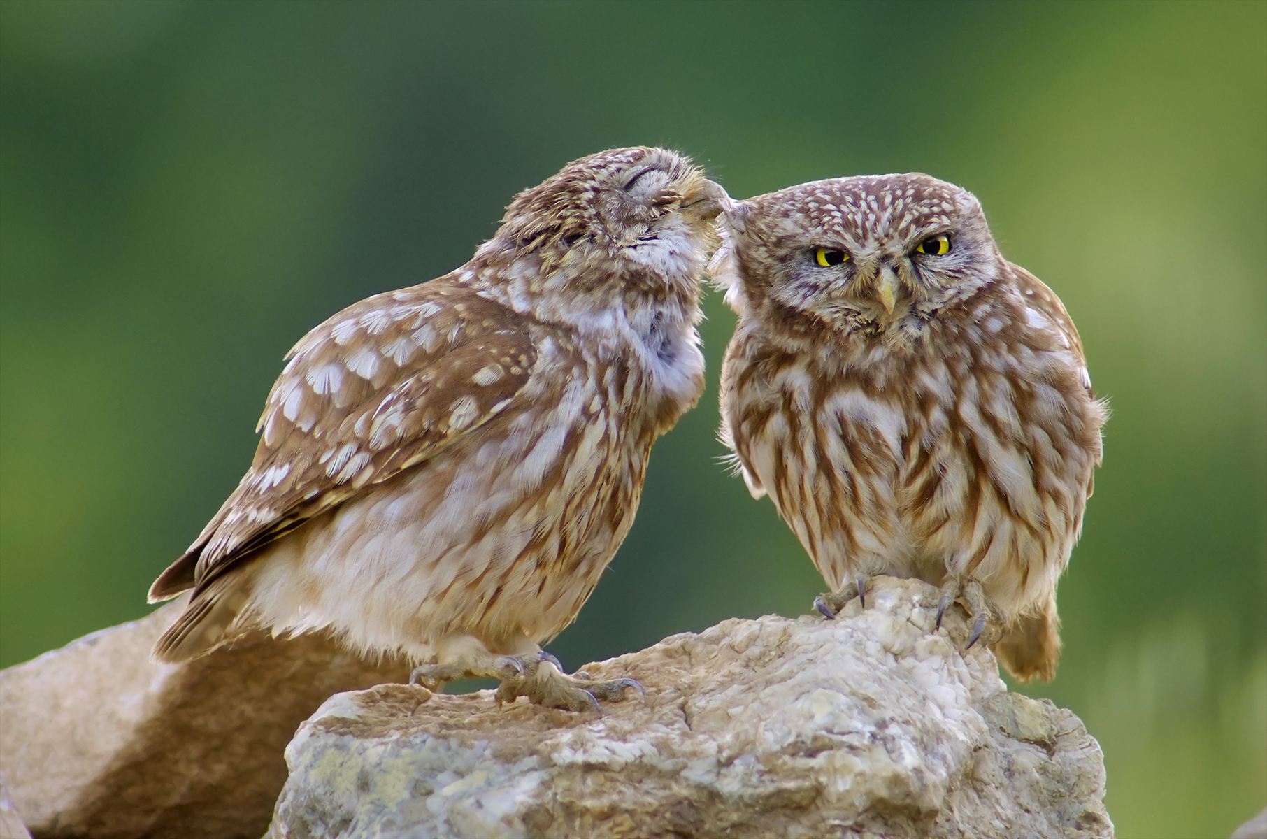 It's cuddle time for these little owls