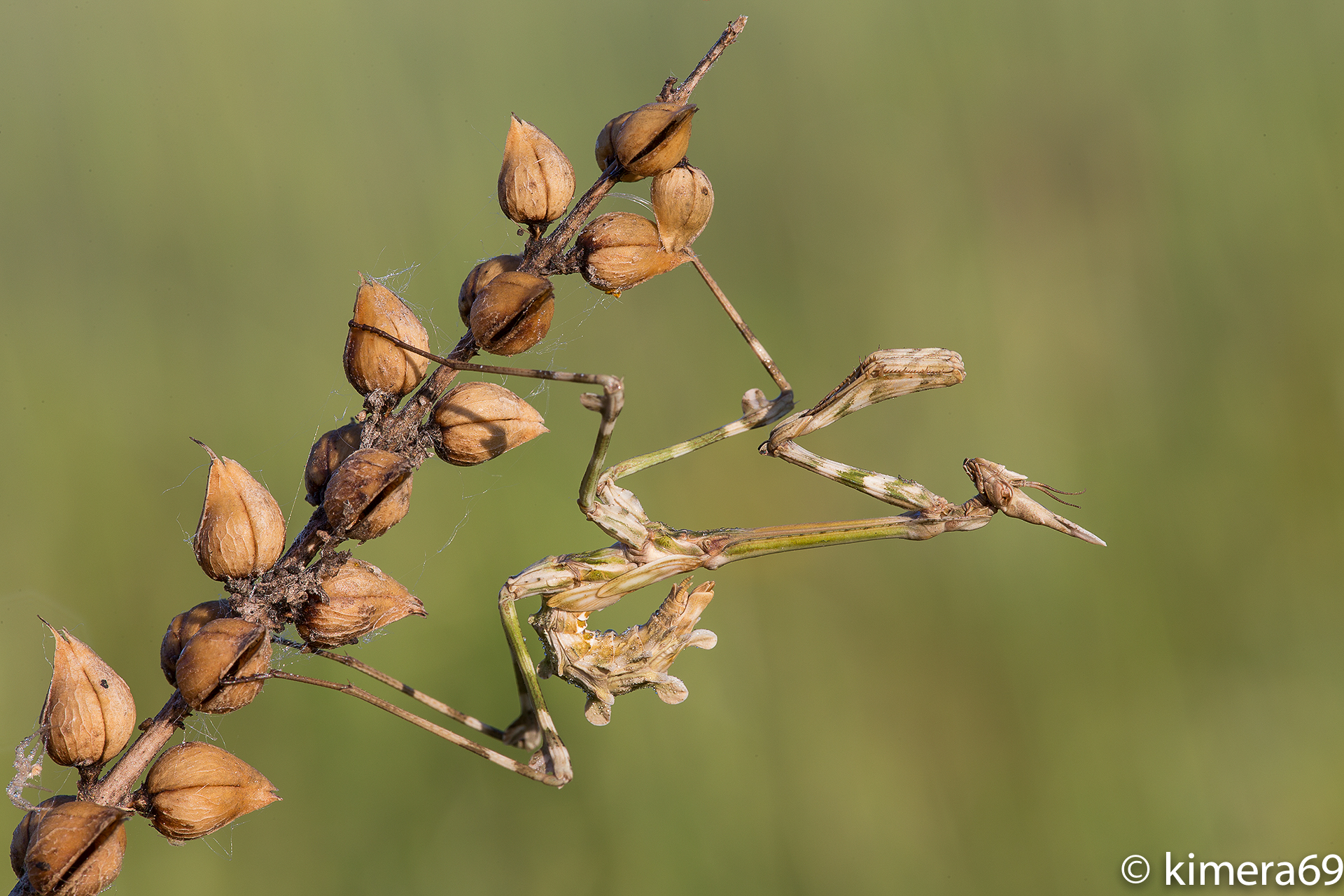 Empusa pennata