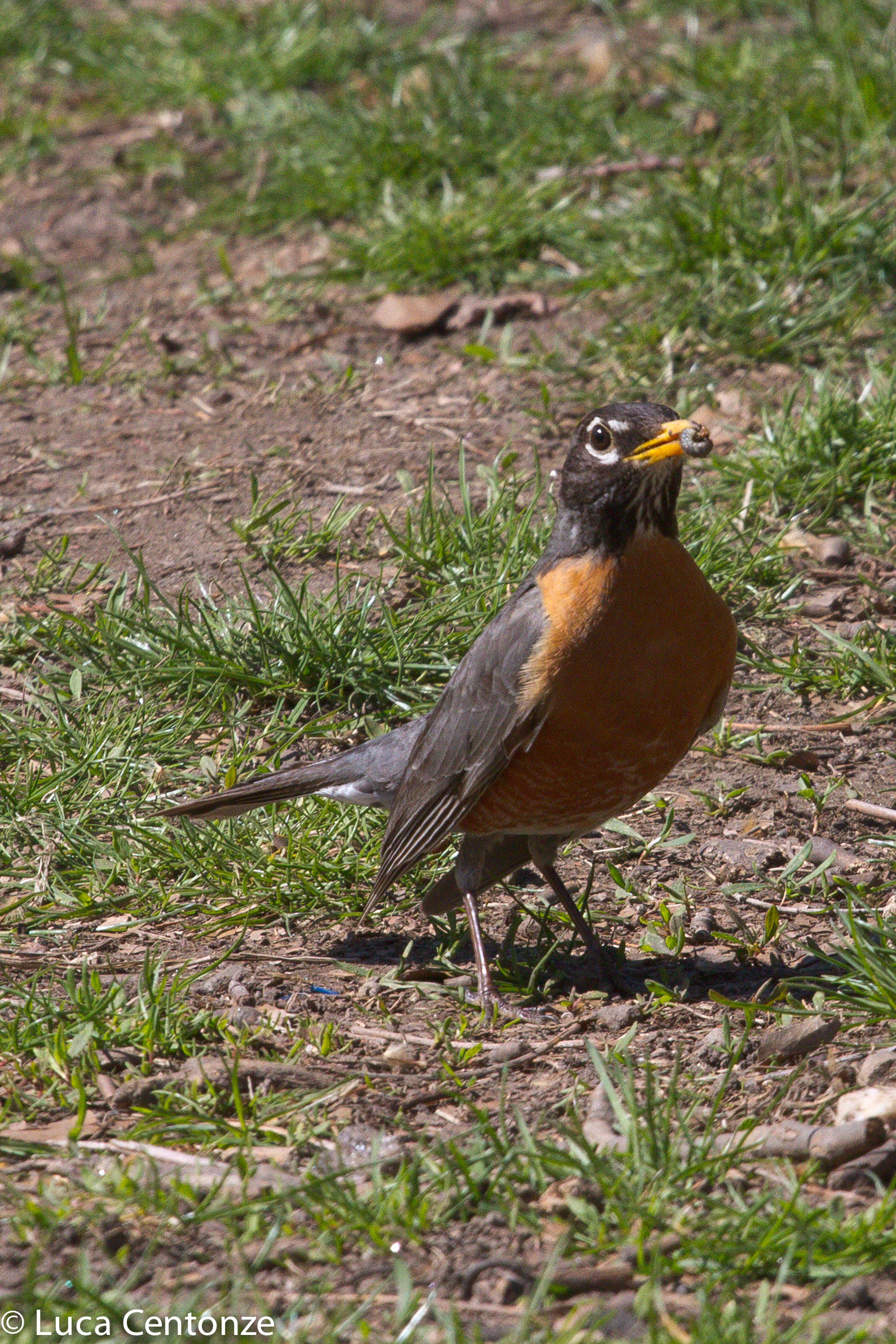 American Robin (Sturnus Migratorius)