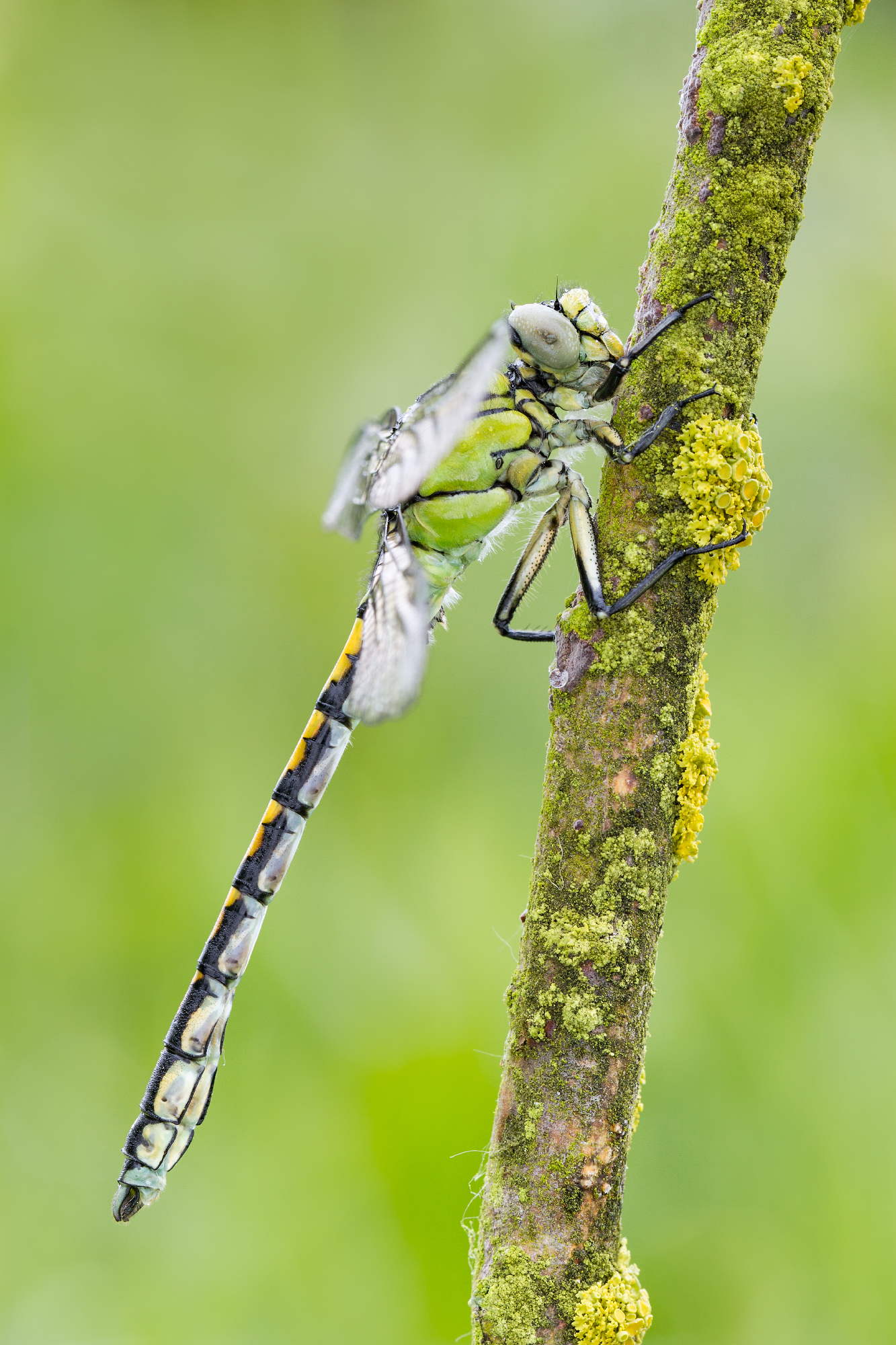 Ophiogomphus cecilia