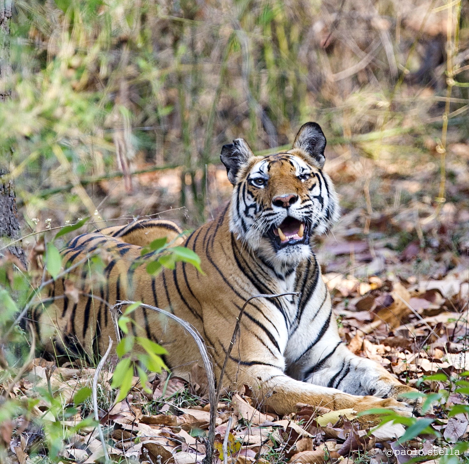 Kankati 4 - close-up