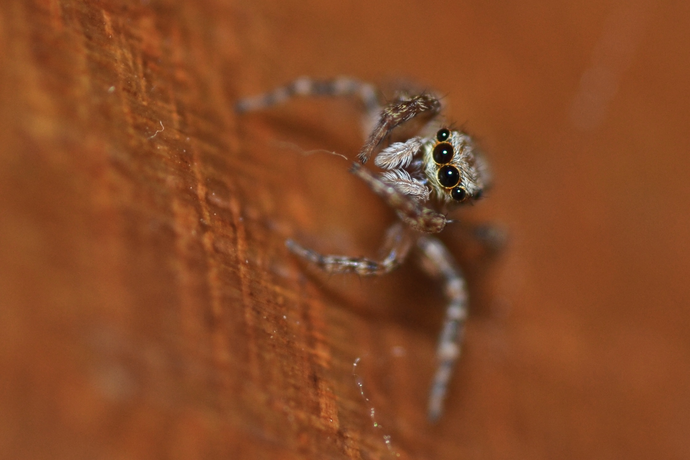 Young jumping spider
