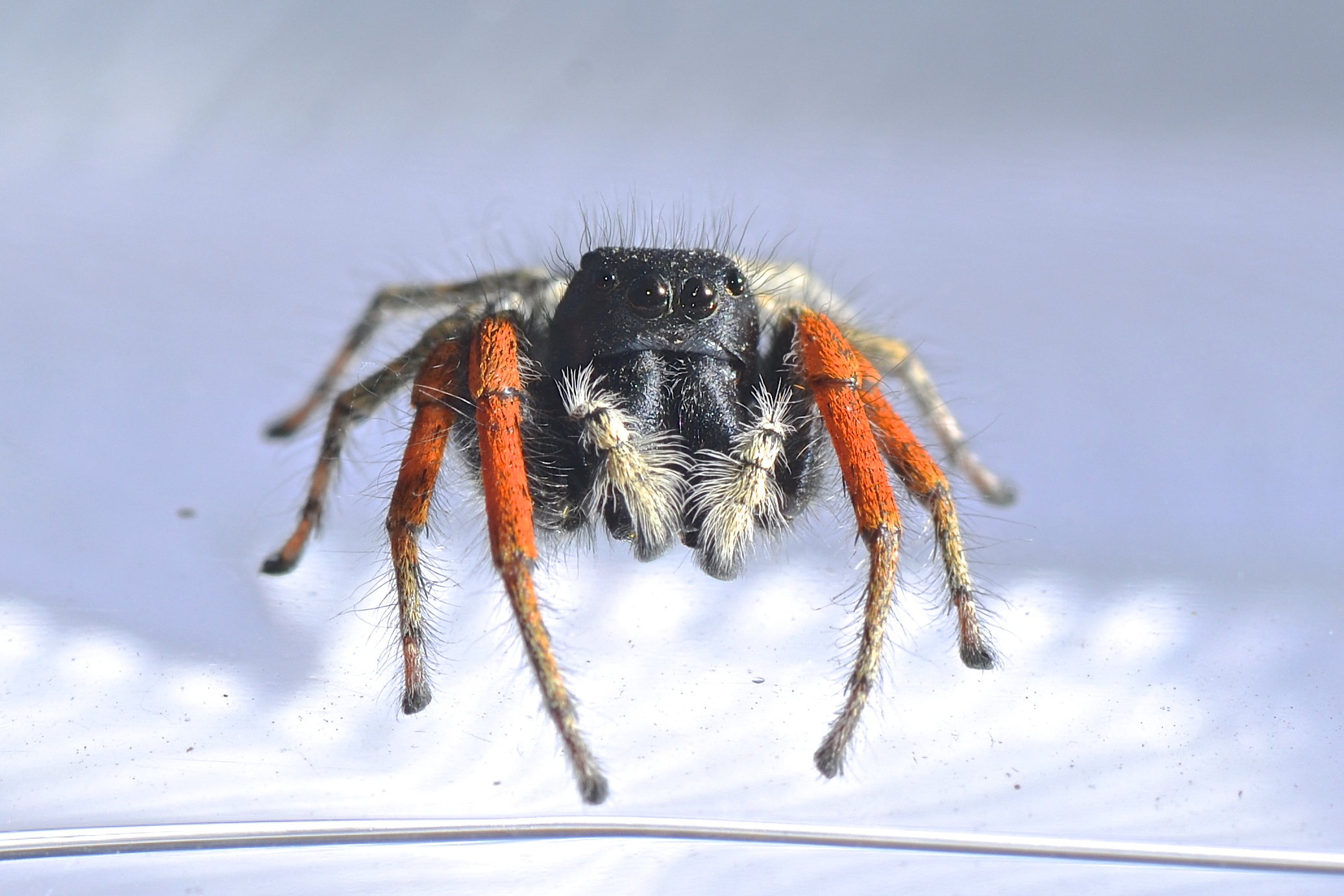 Jumping Spider 2