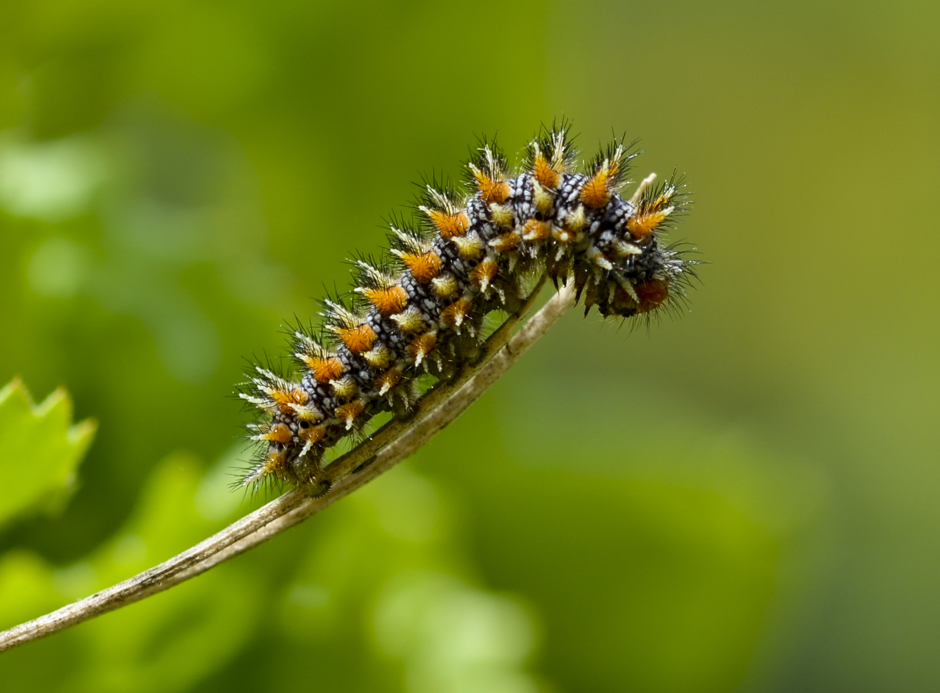 Bruco di Melitaea