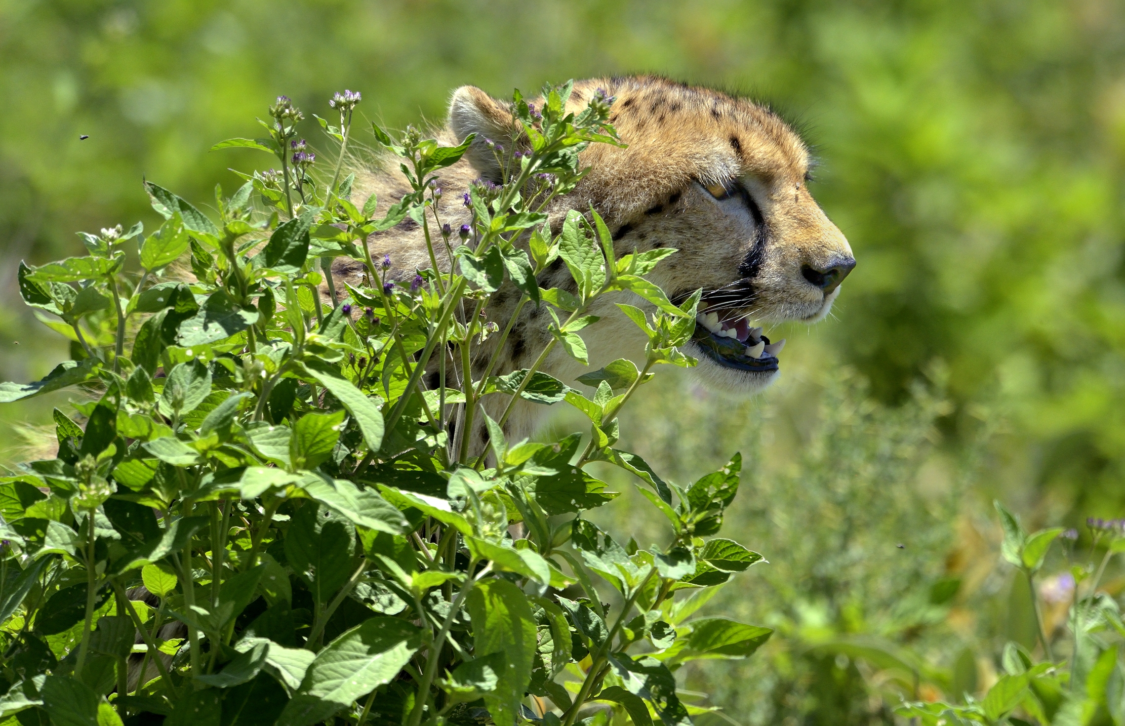 Ngorongoro Conservation Area - Ghepardo