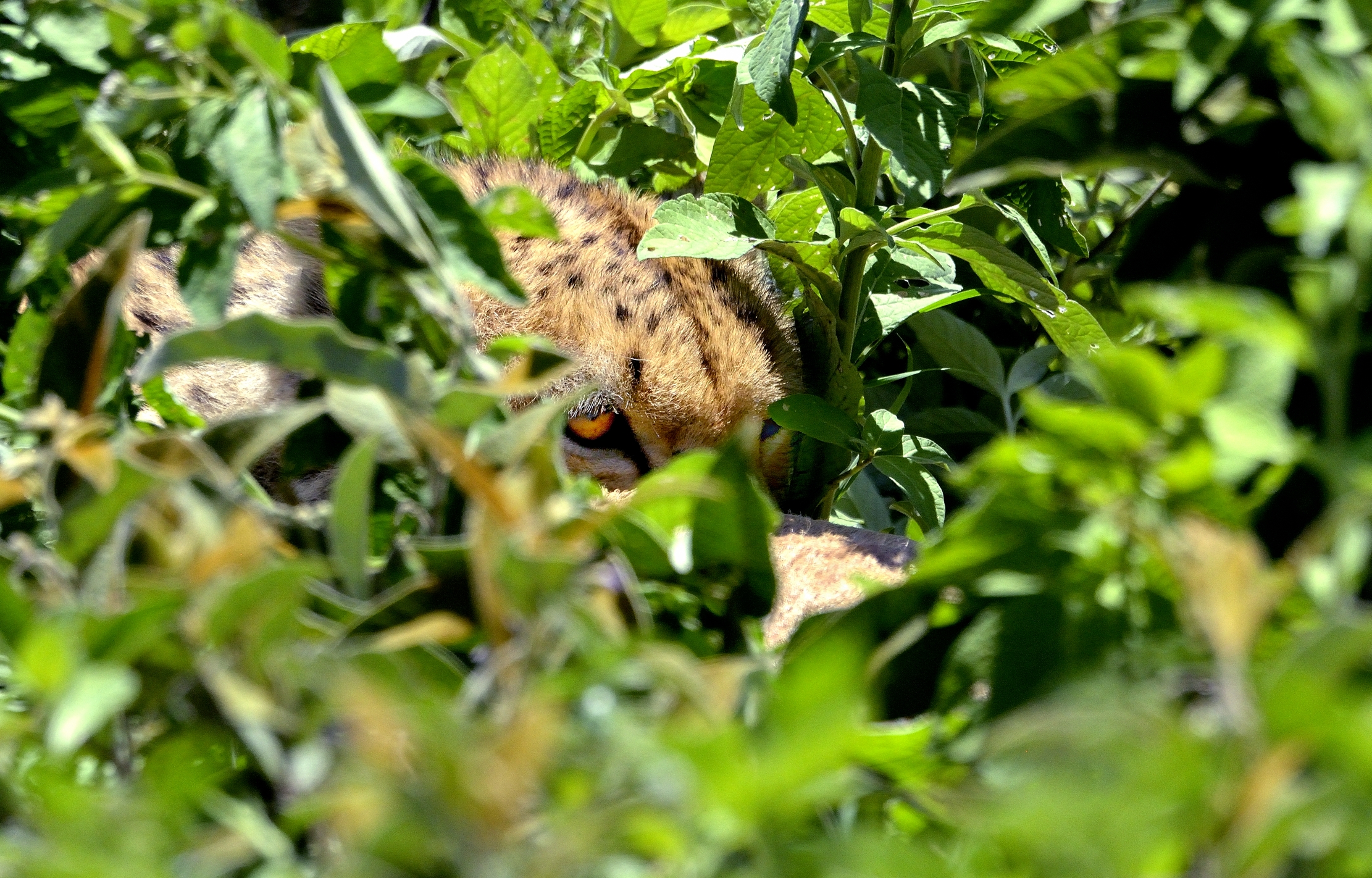 Ngorongoro Conservation Area - Ghepardo