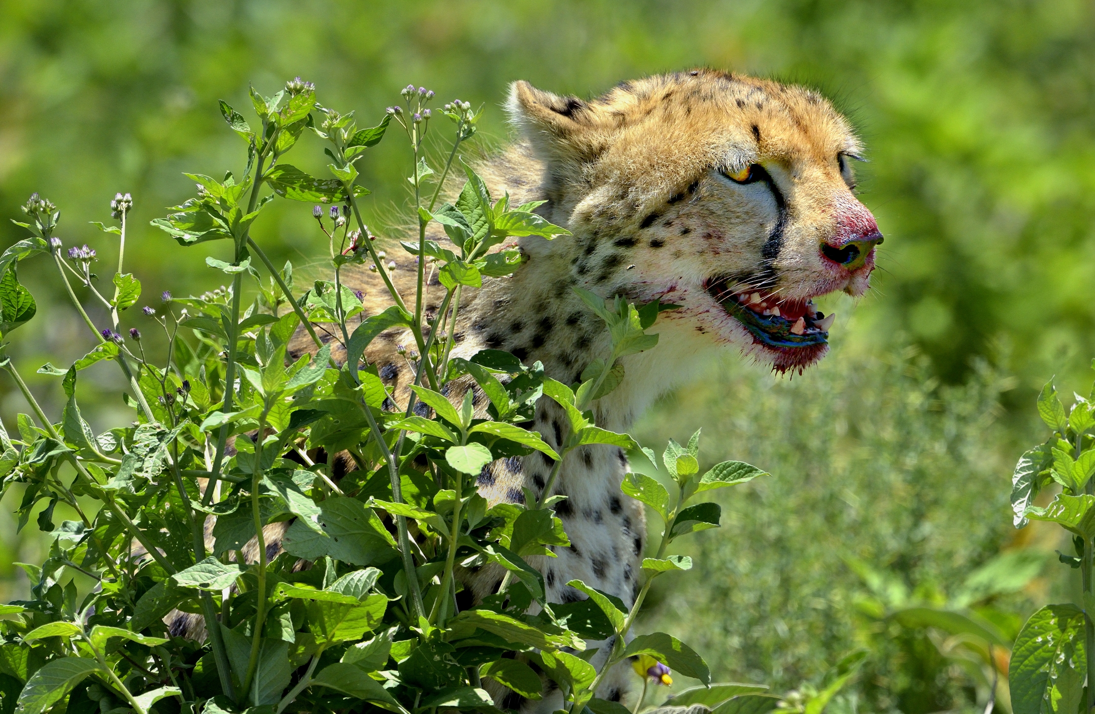 Ngorongoro Conservation Area - Ghepardo