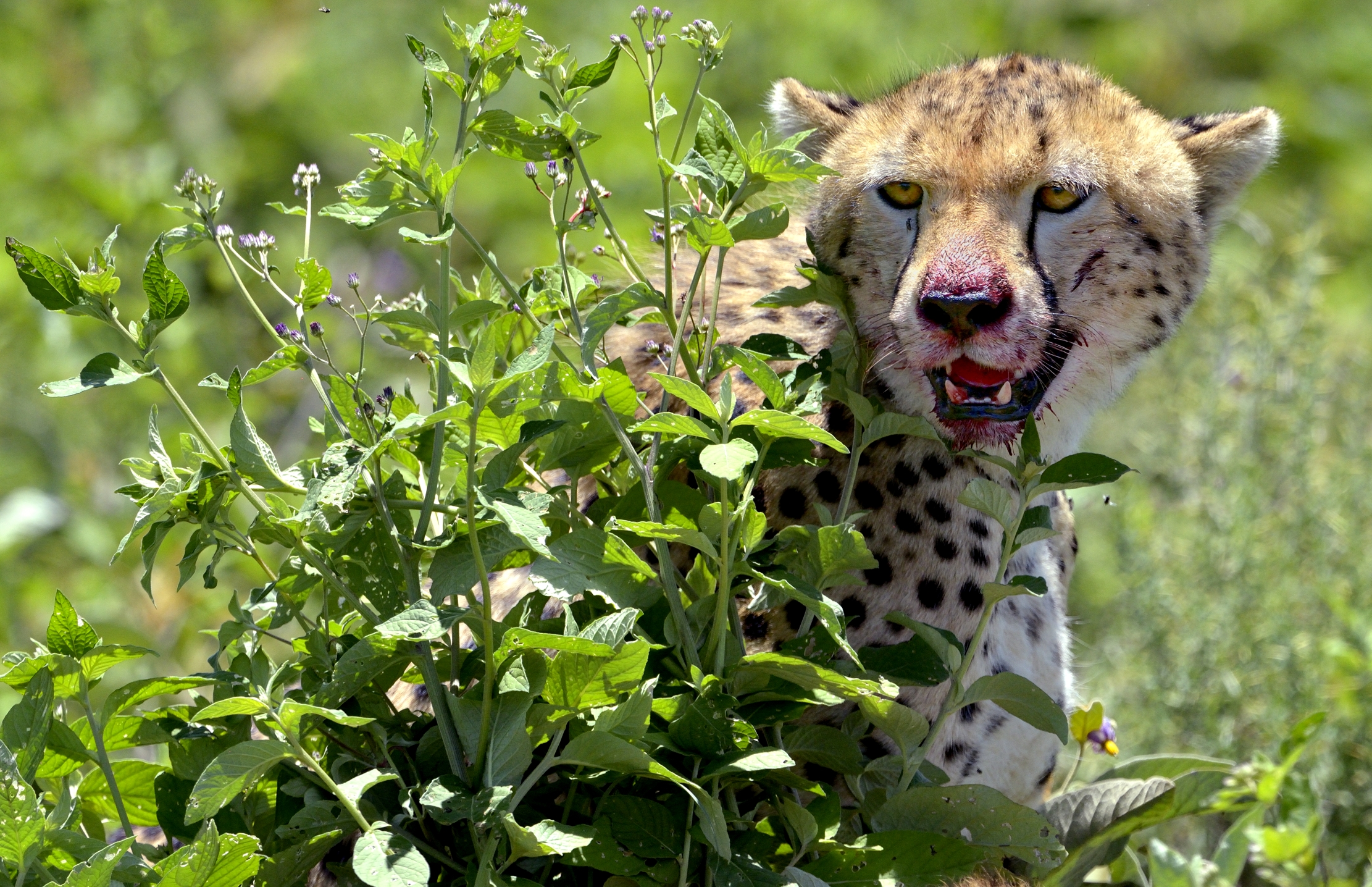 Ngorongoro Conservation Area - Ghepardo