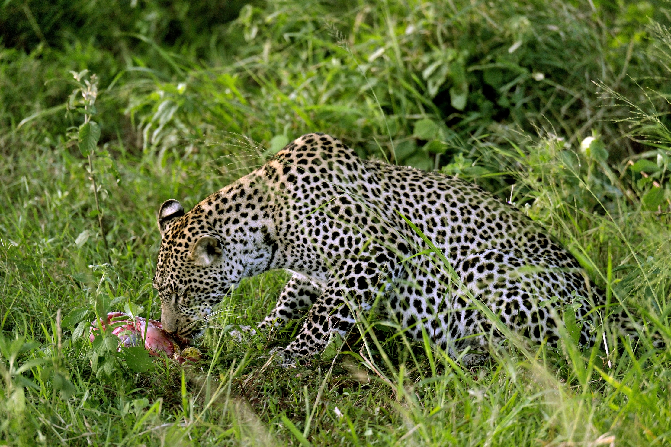 Serengeti - Leopardo con preda