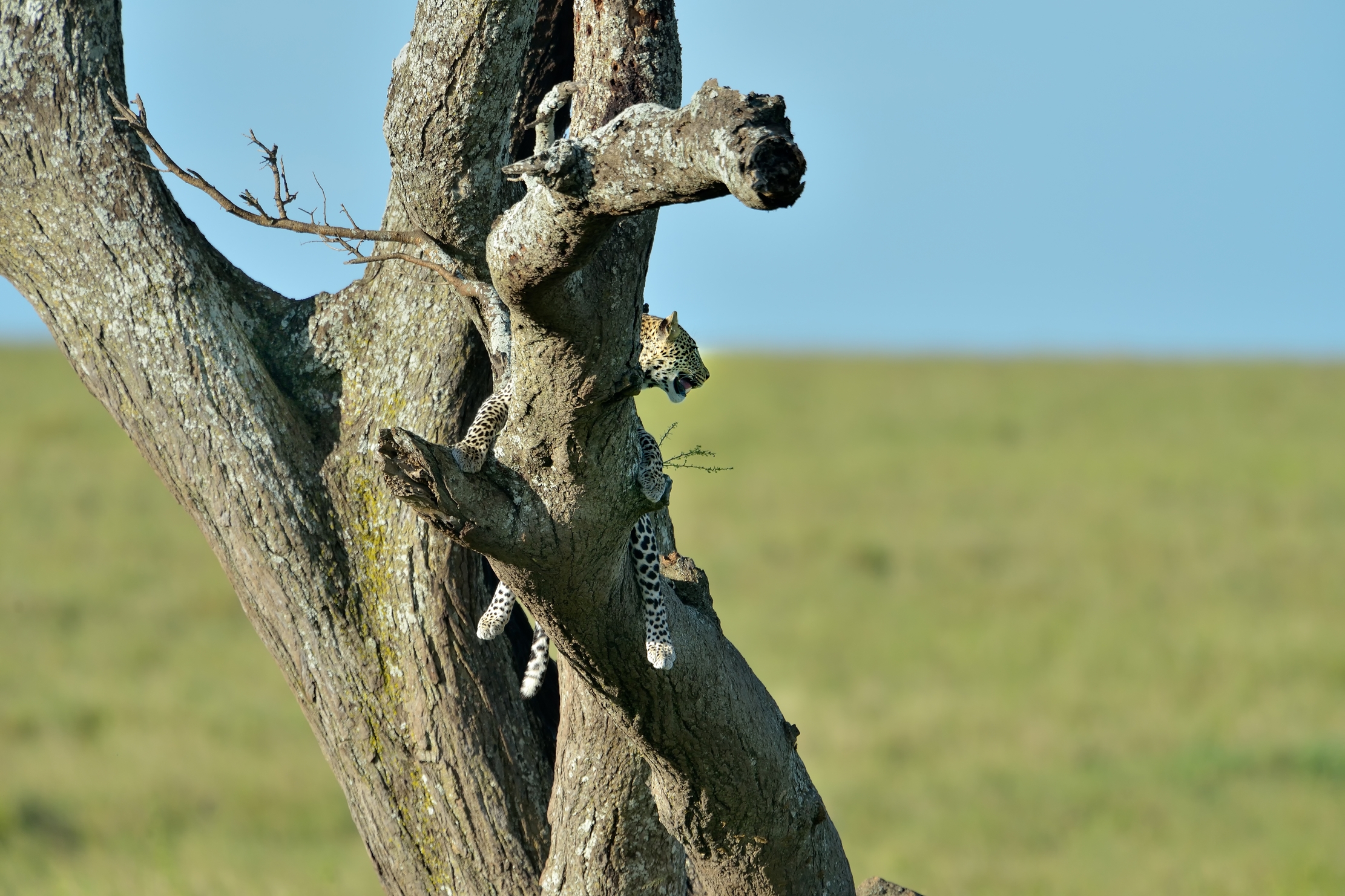 Serengeti - Leopardo