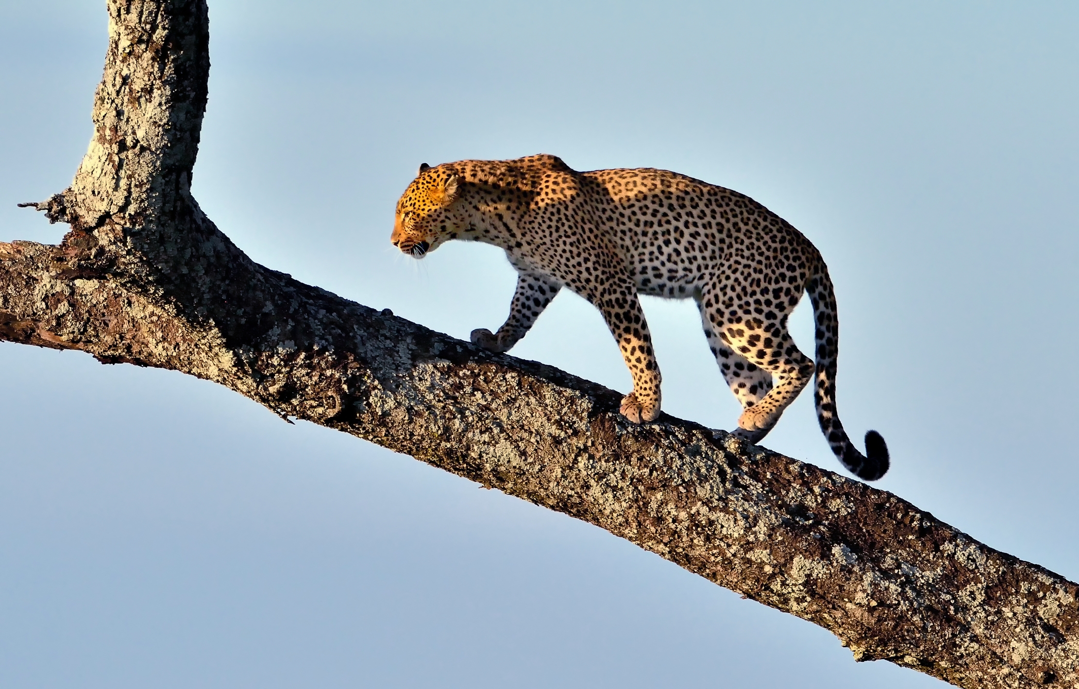 Serengeti - Leopardo