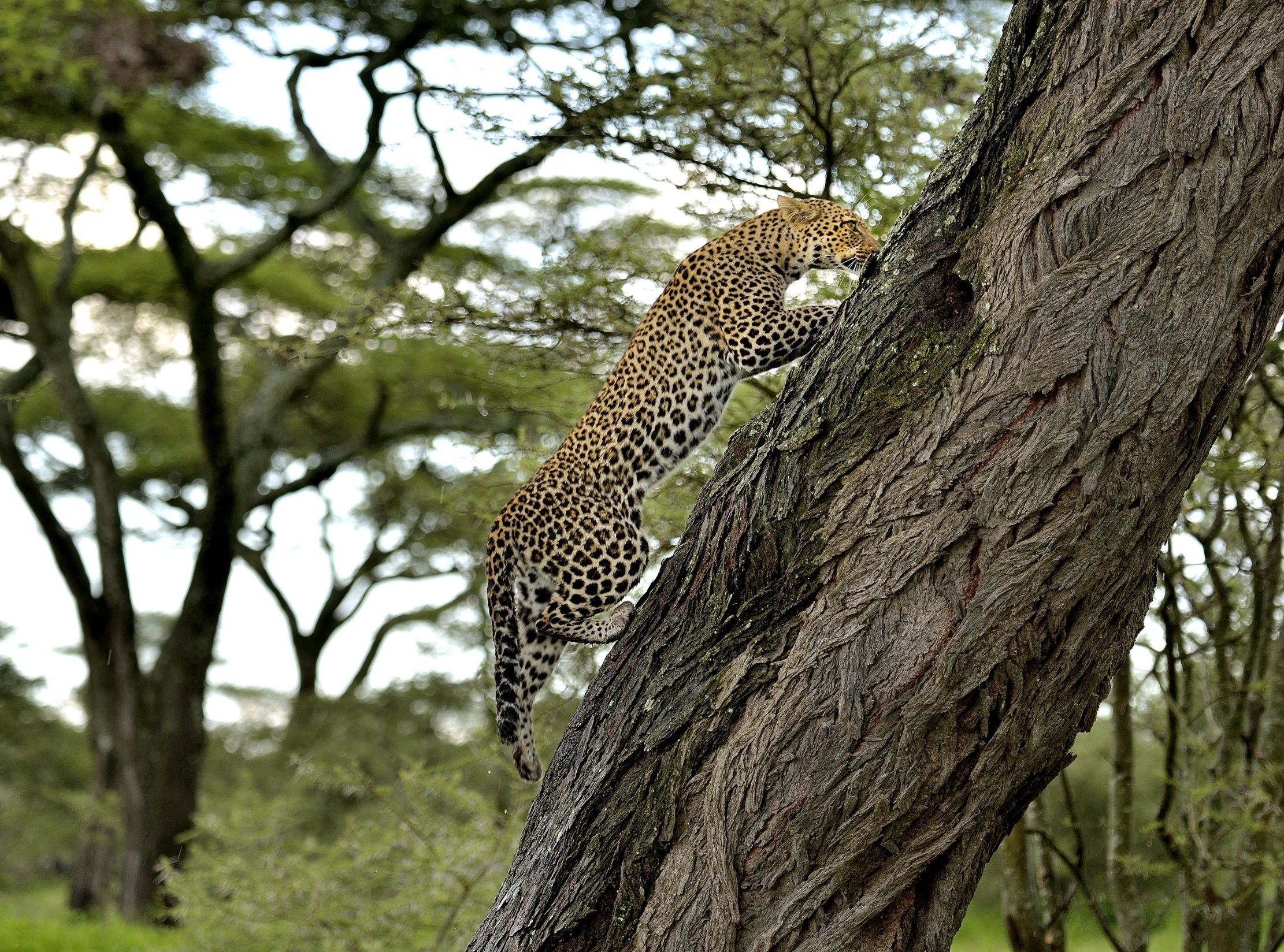 Serengeti - Leopardo