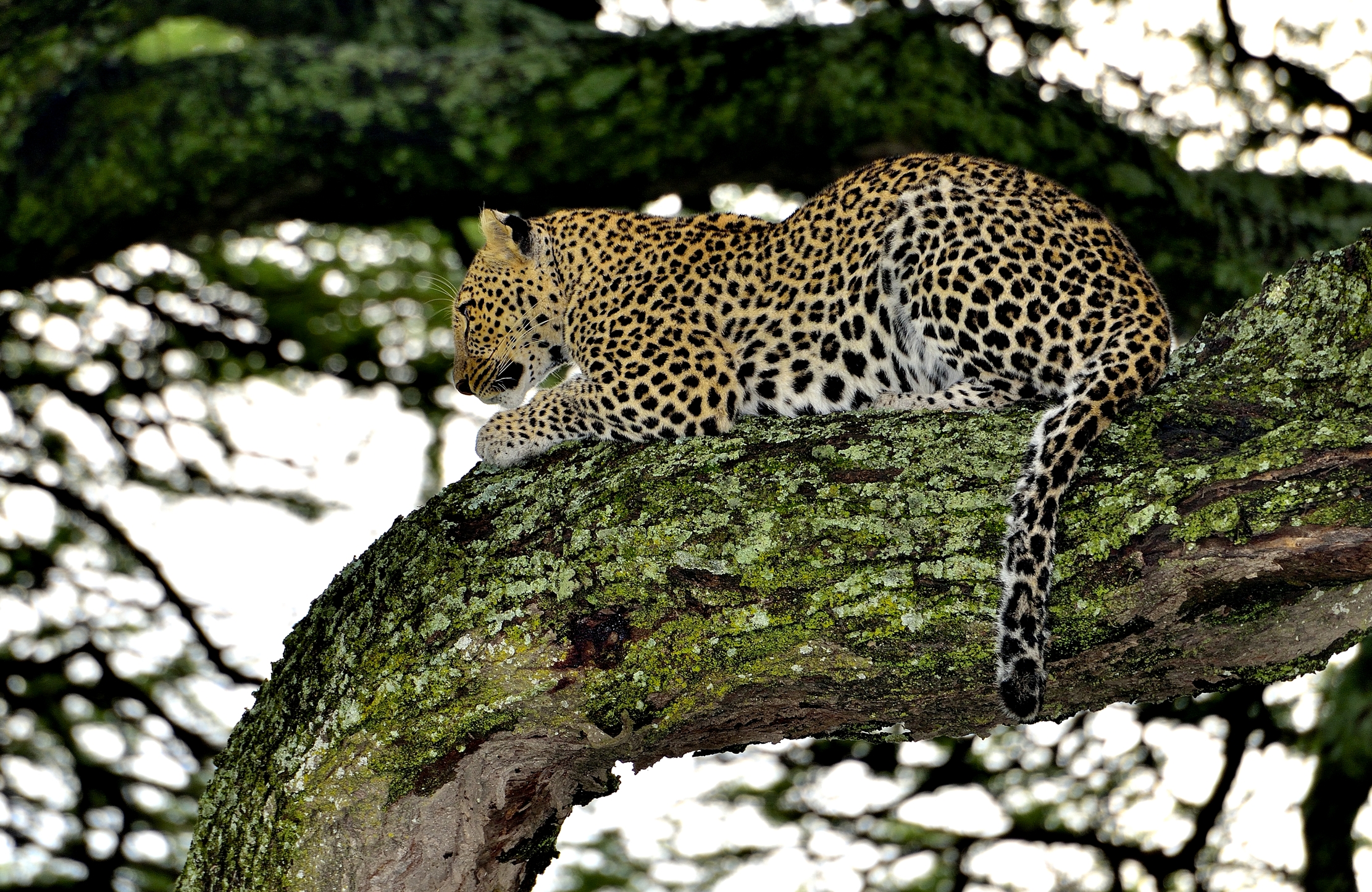 Serengeti - Leopardo