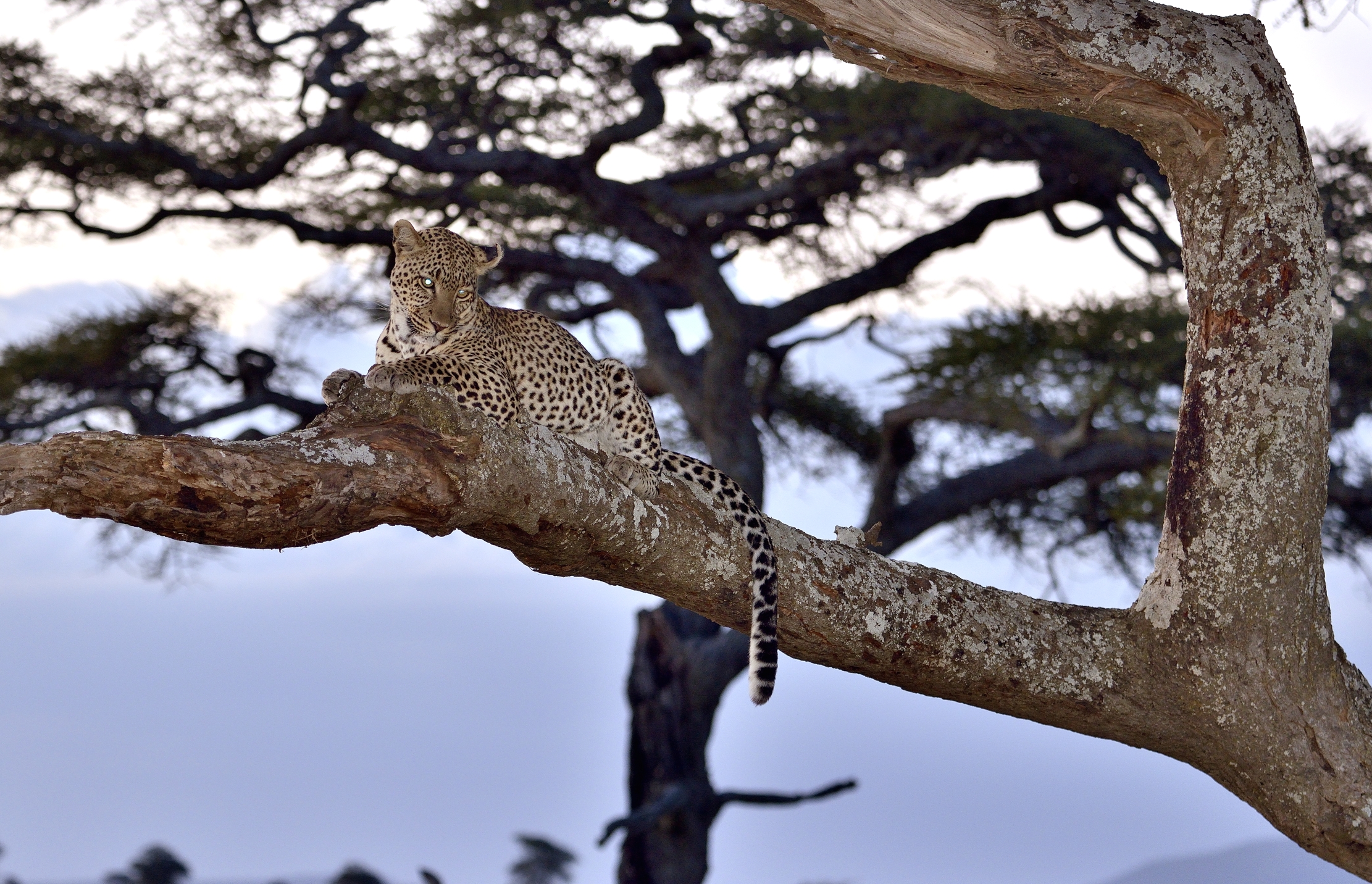 Serengeti - Leopardo