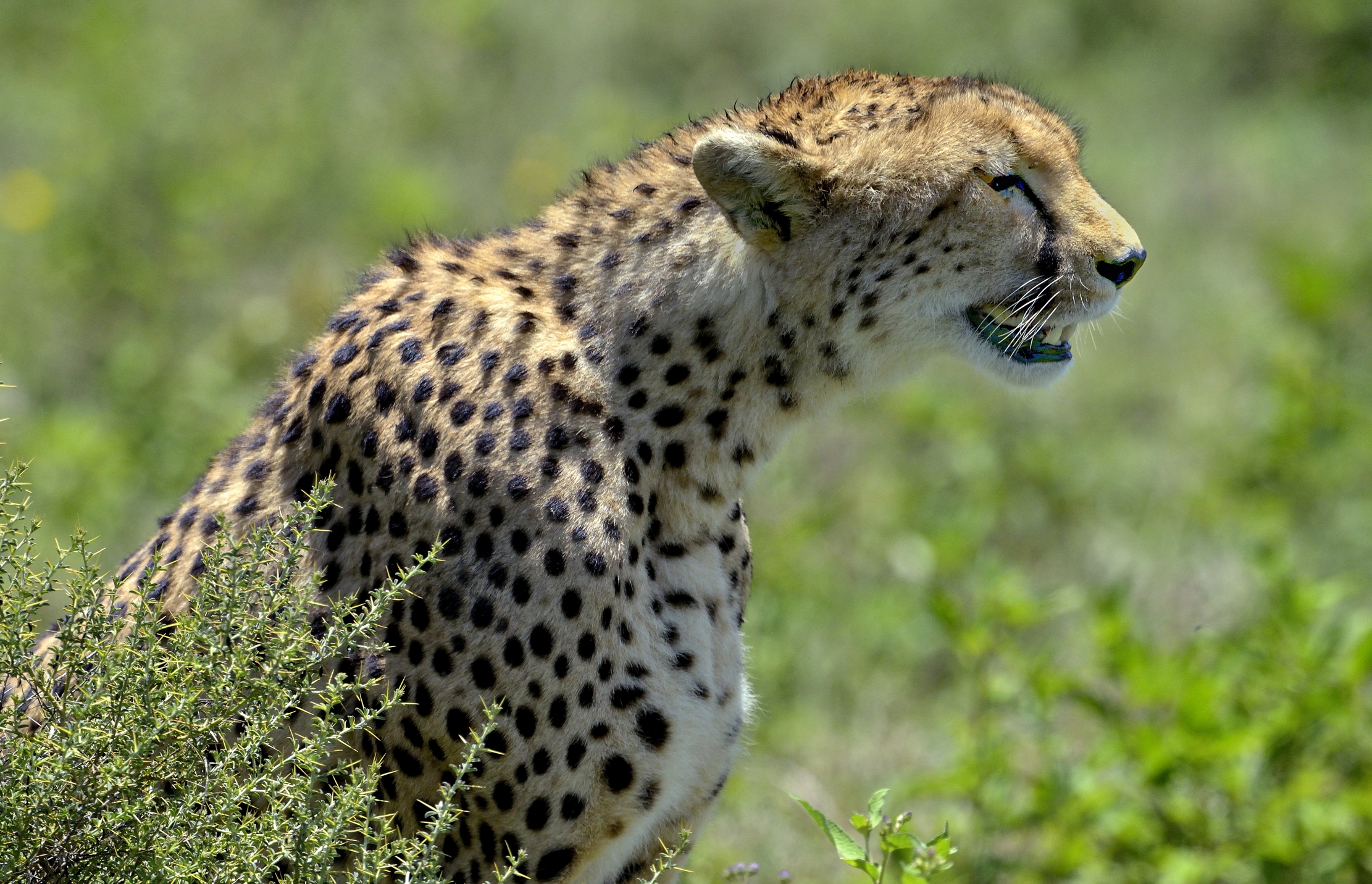 Ngorongoro Conservation Area - Ghepardo