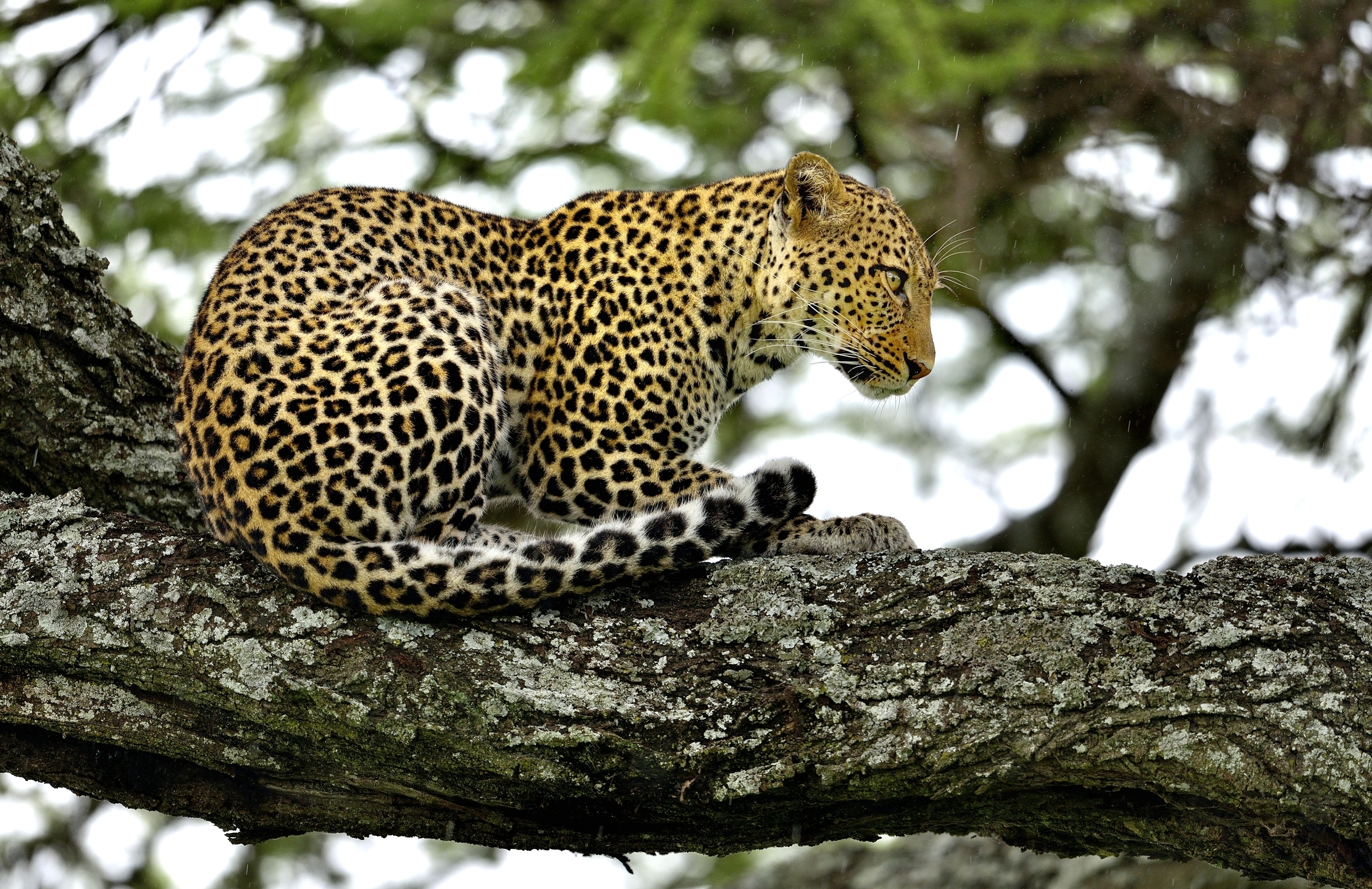 Serengeti - Leopardo