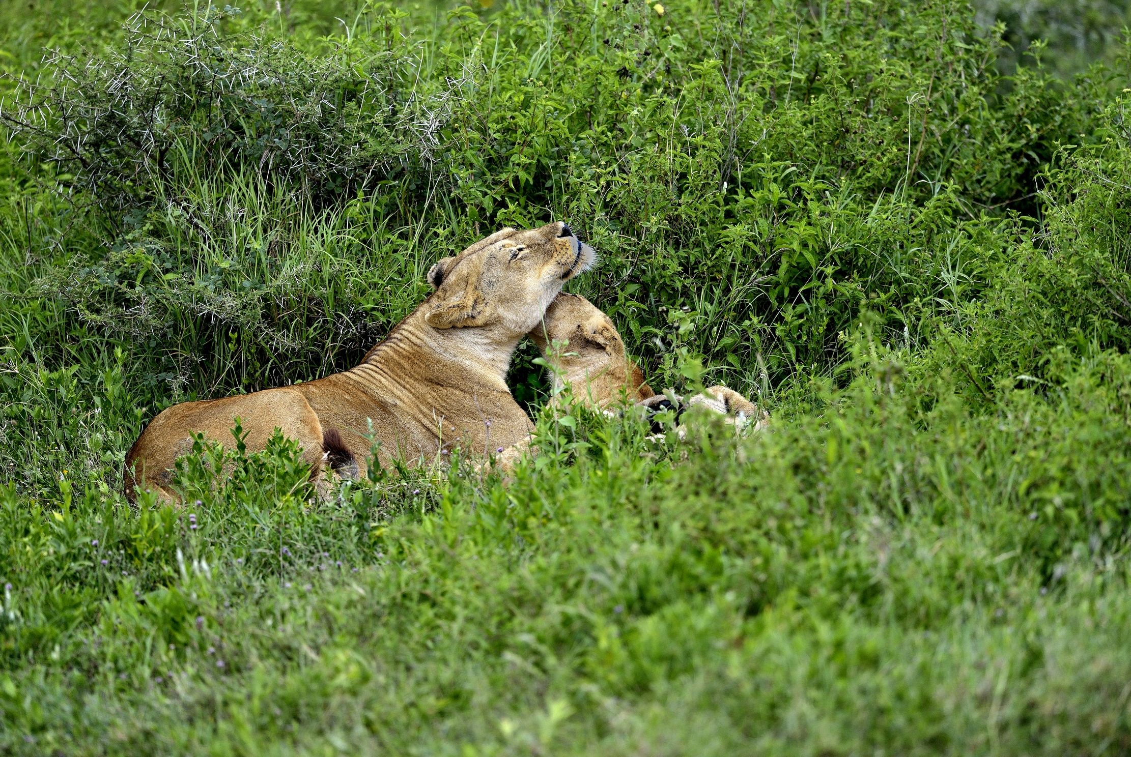 Ngorongoro Conservation Area - efusioni