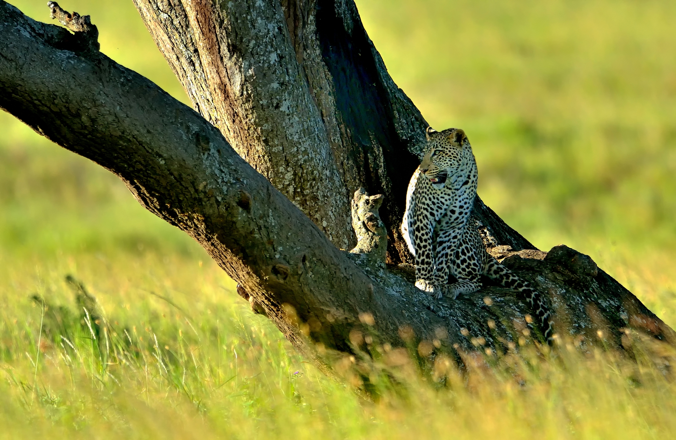 Serengeti - Leopardo