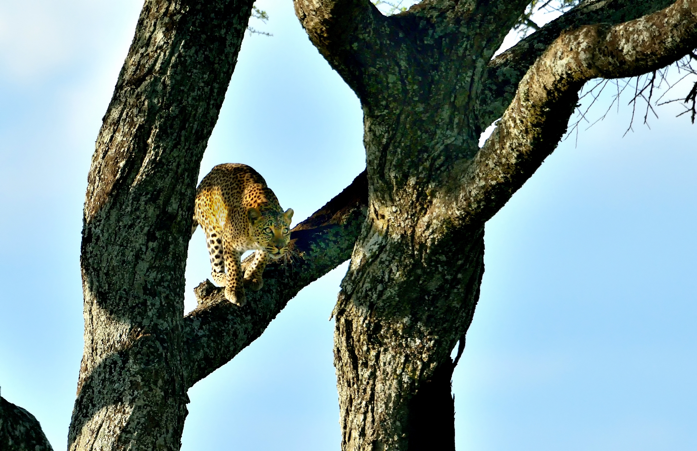 Serengeti - Leopardo