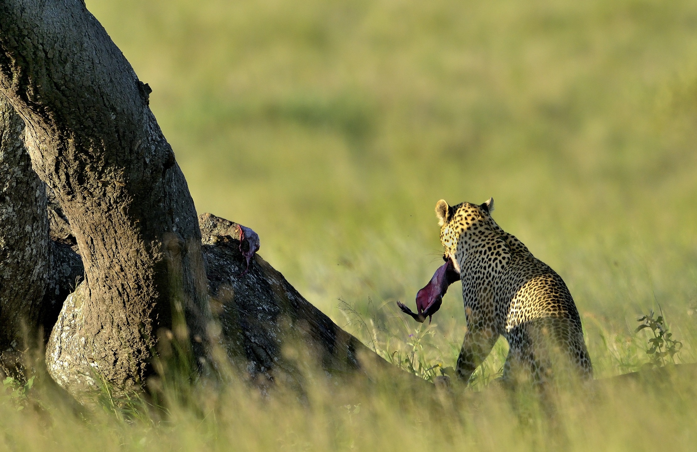 Serengeti - Leopardo con feto