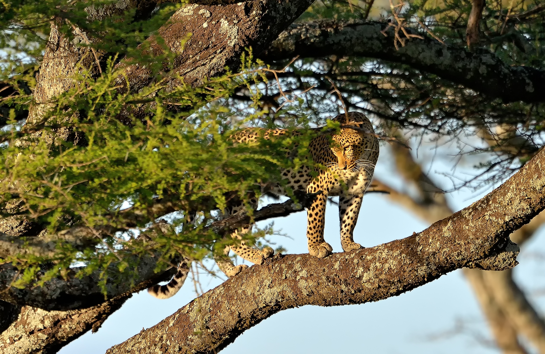 Serengeti - Leopardo