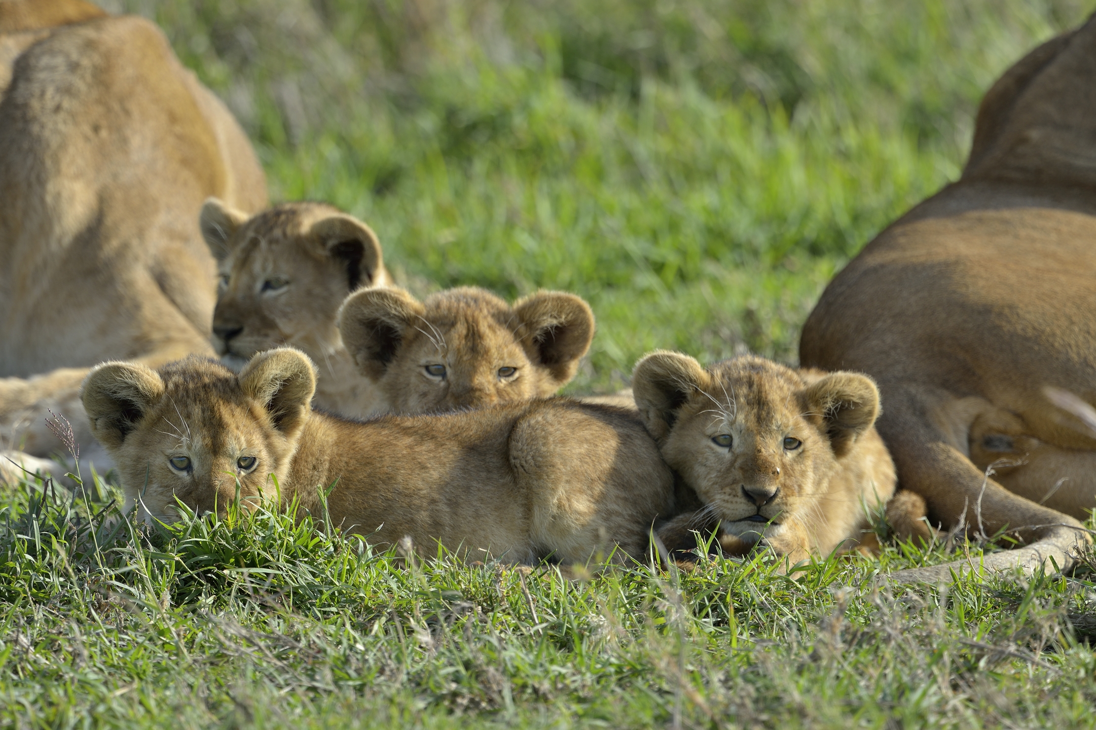 Serengeti - Cuccioli di leone