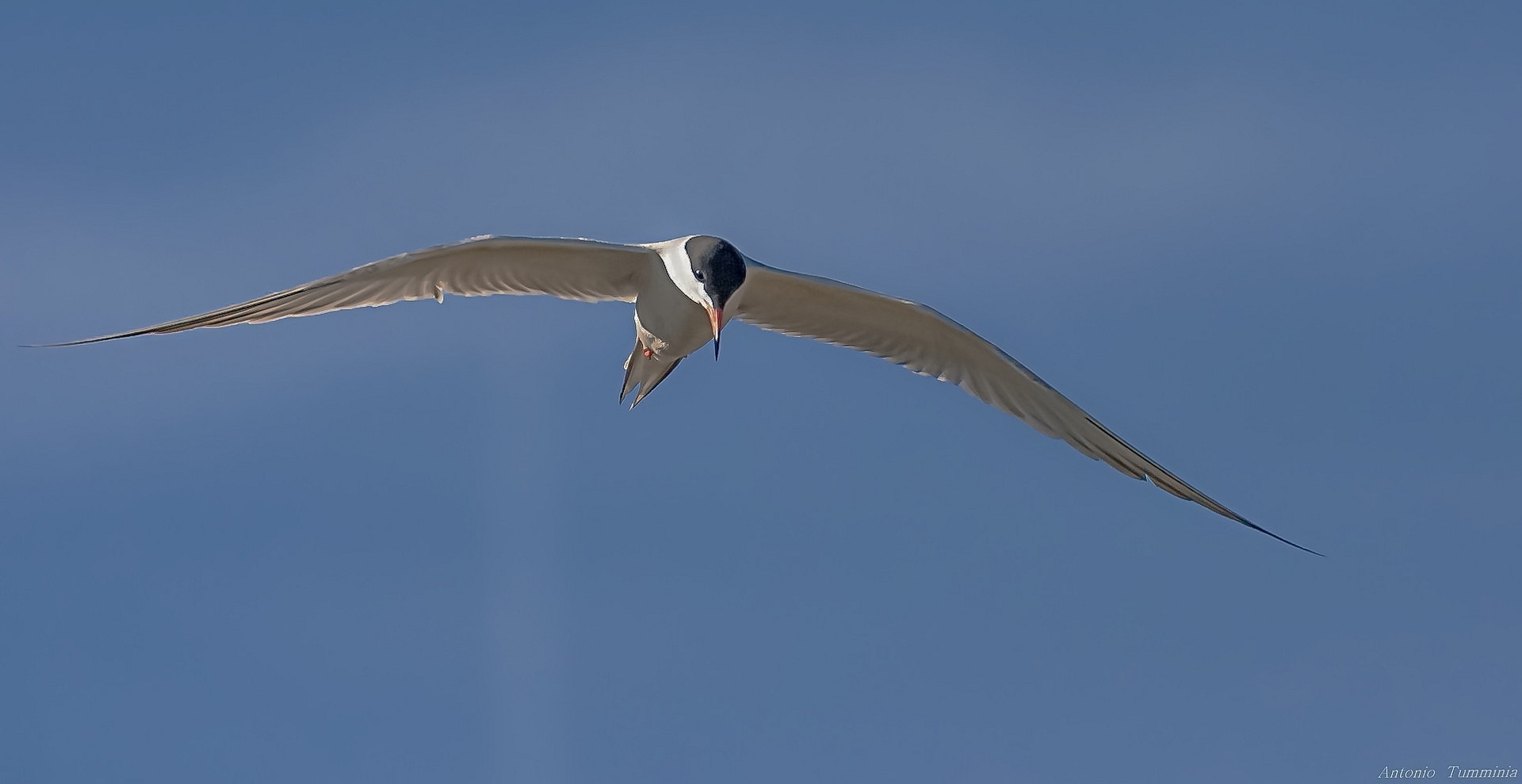 Common Tern - Tern