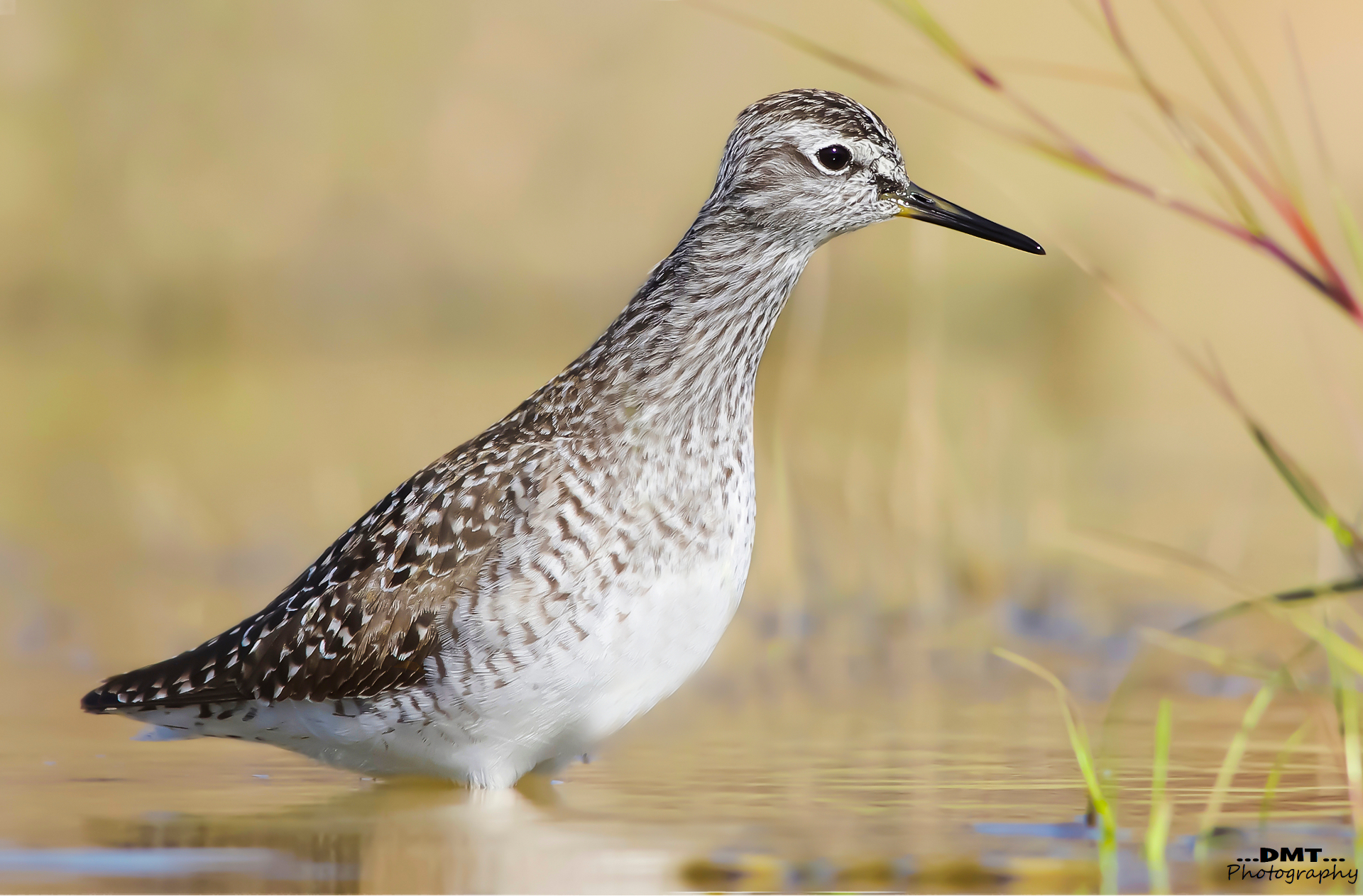 Wood Sandpiper