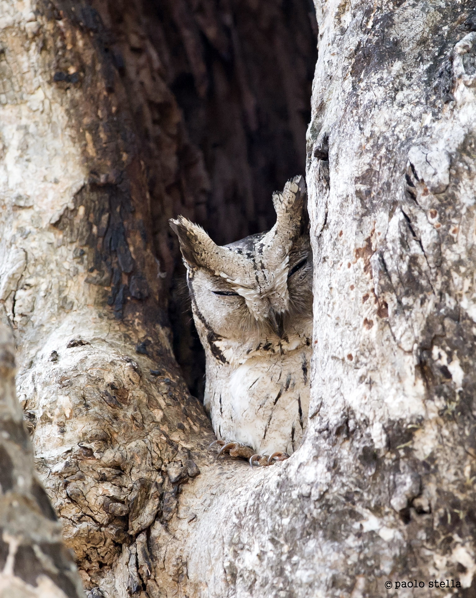 Indian scops owl (Otus bakkamoena)