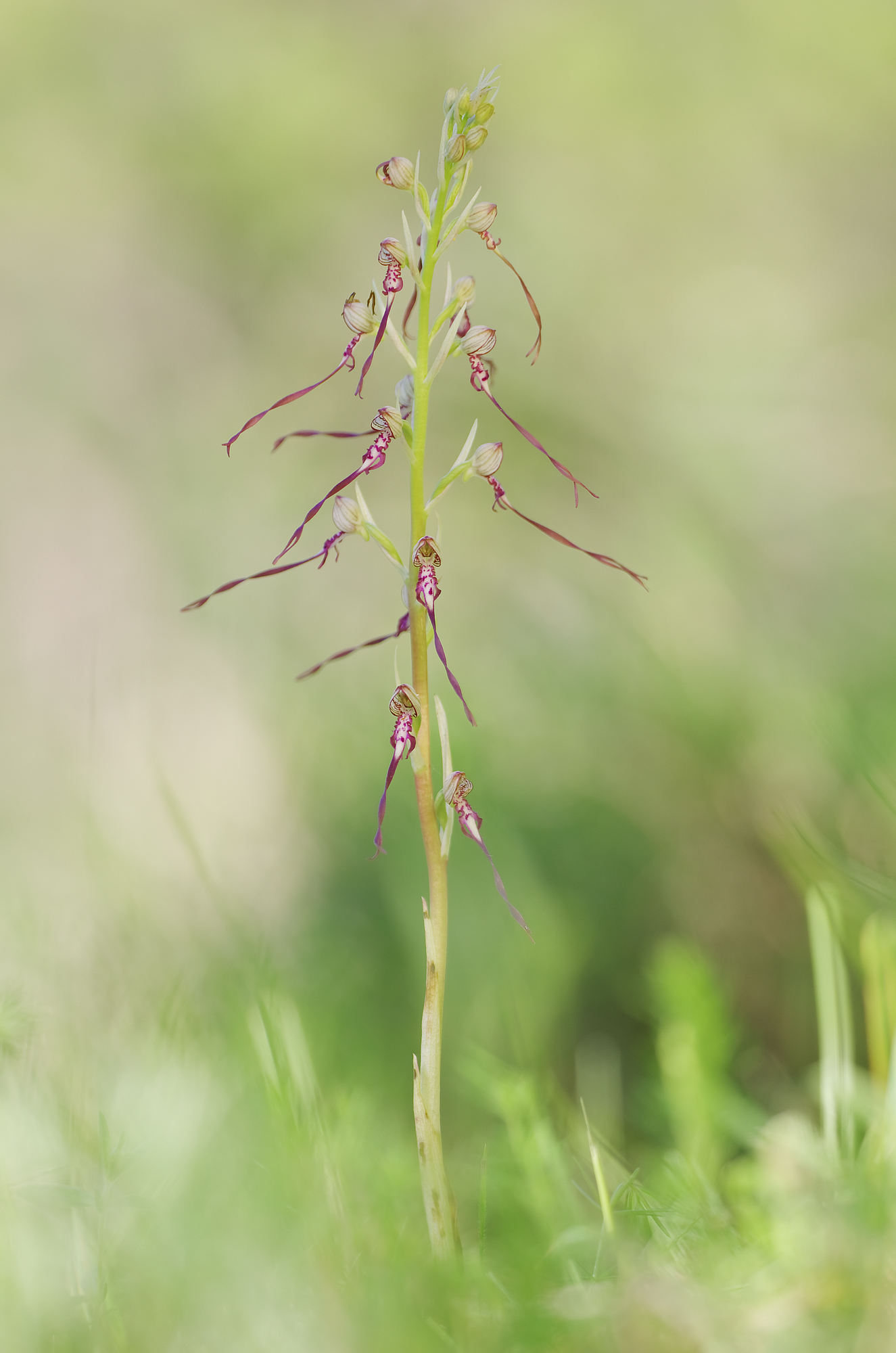 Himantoglossum adriaticum H. Baumann, 1978 - Orchidacea