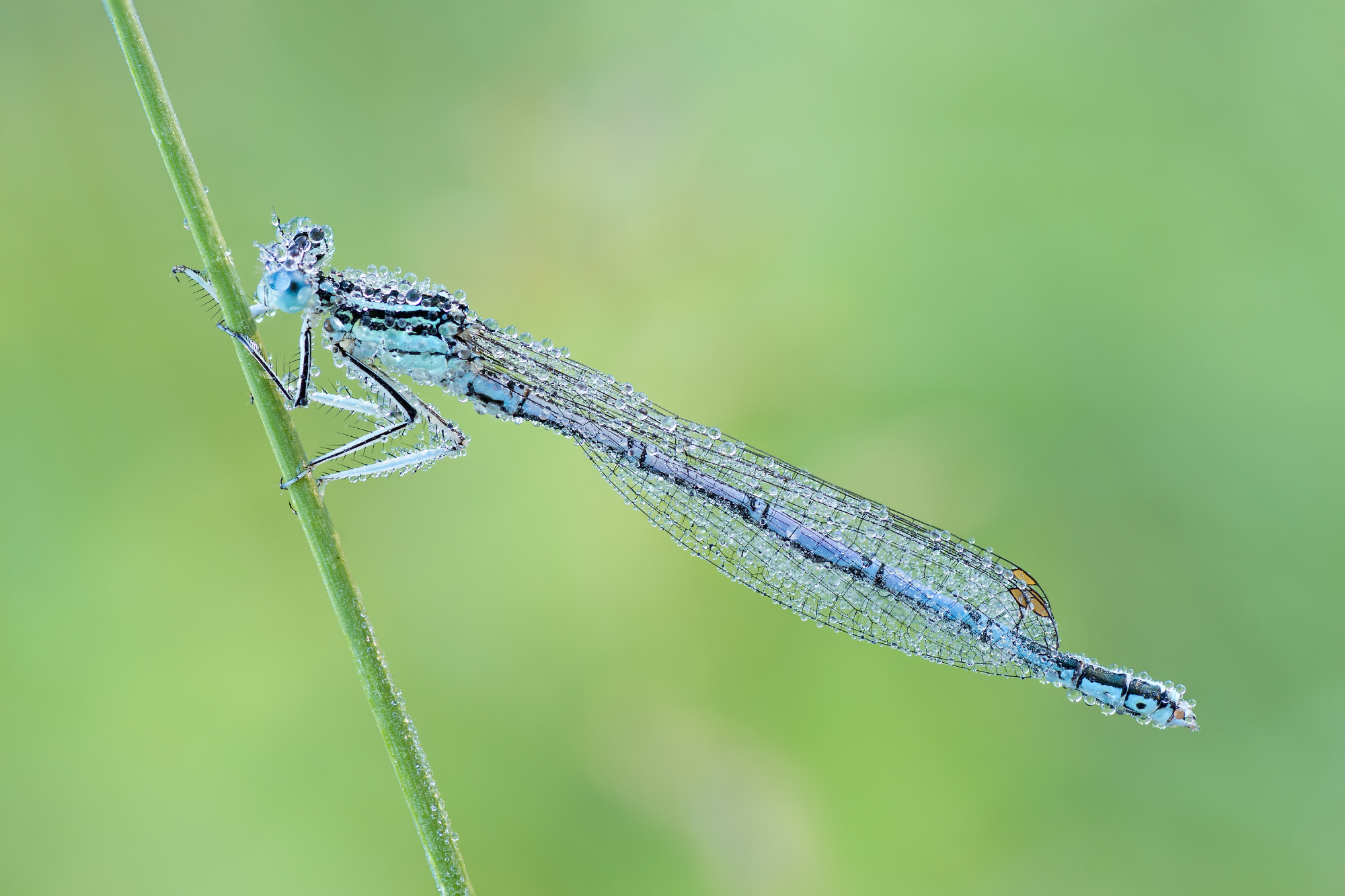Platycnemis pennipes