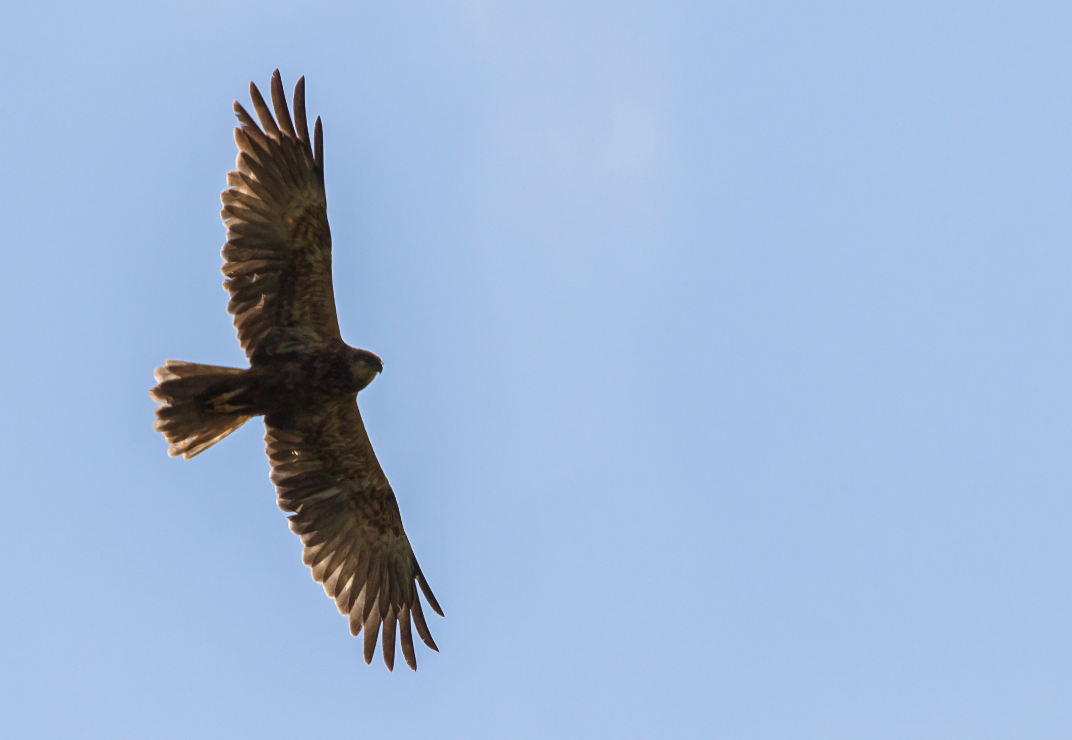 Marsh Harrier