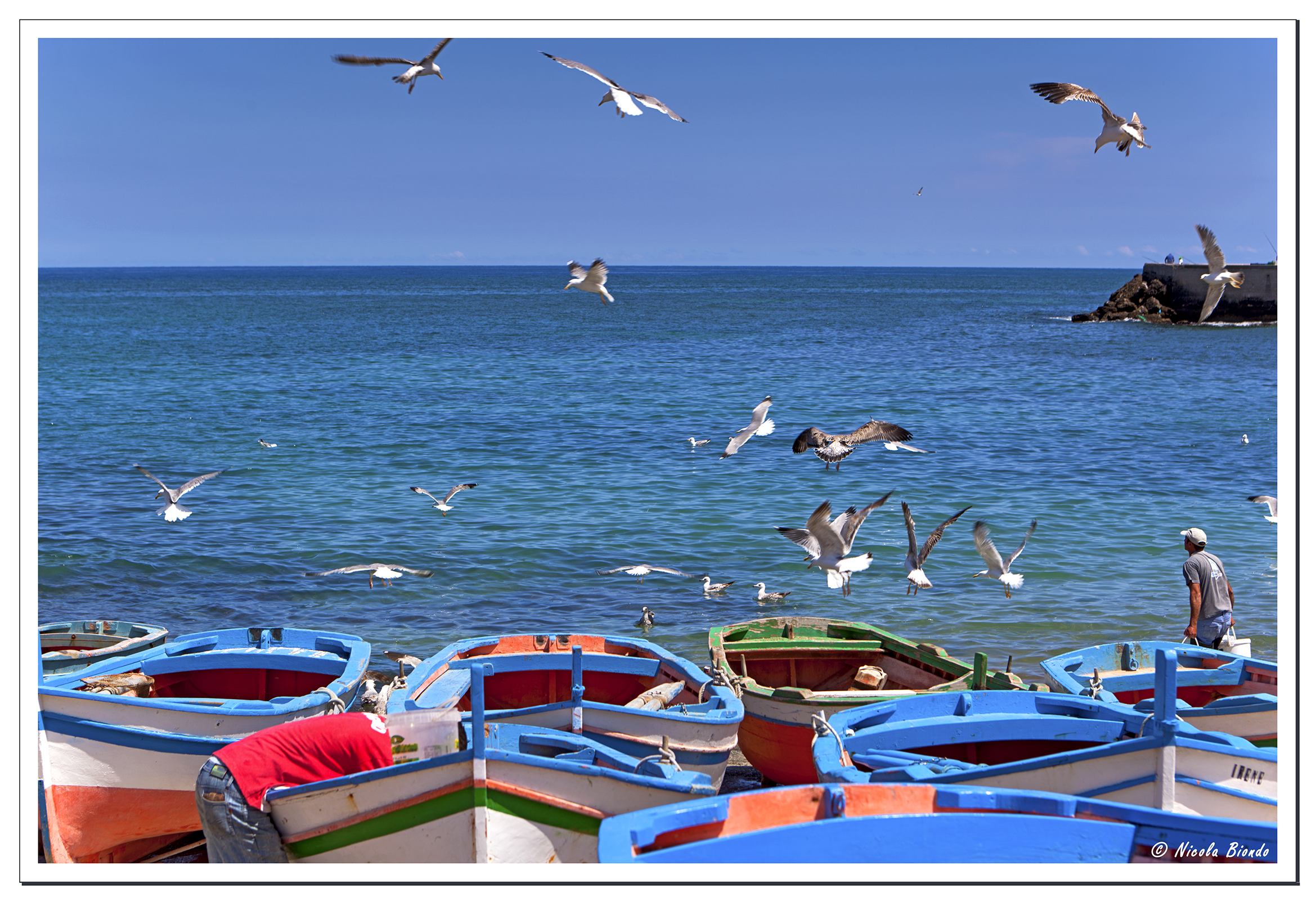 Gabbiani fra le imbarcazioni