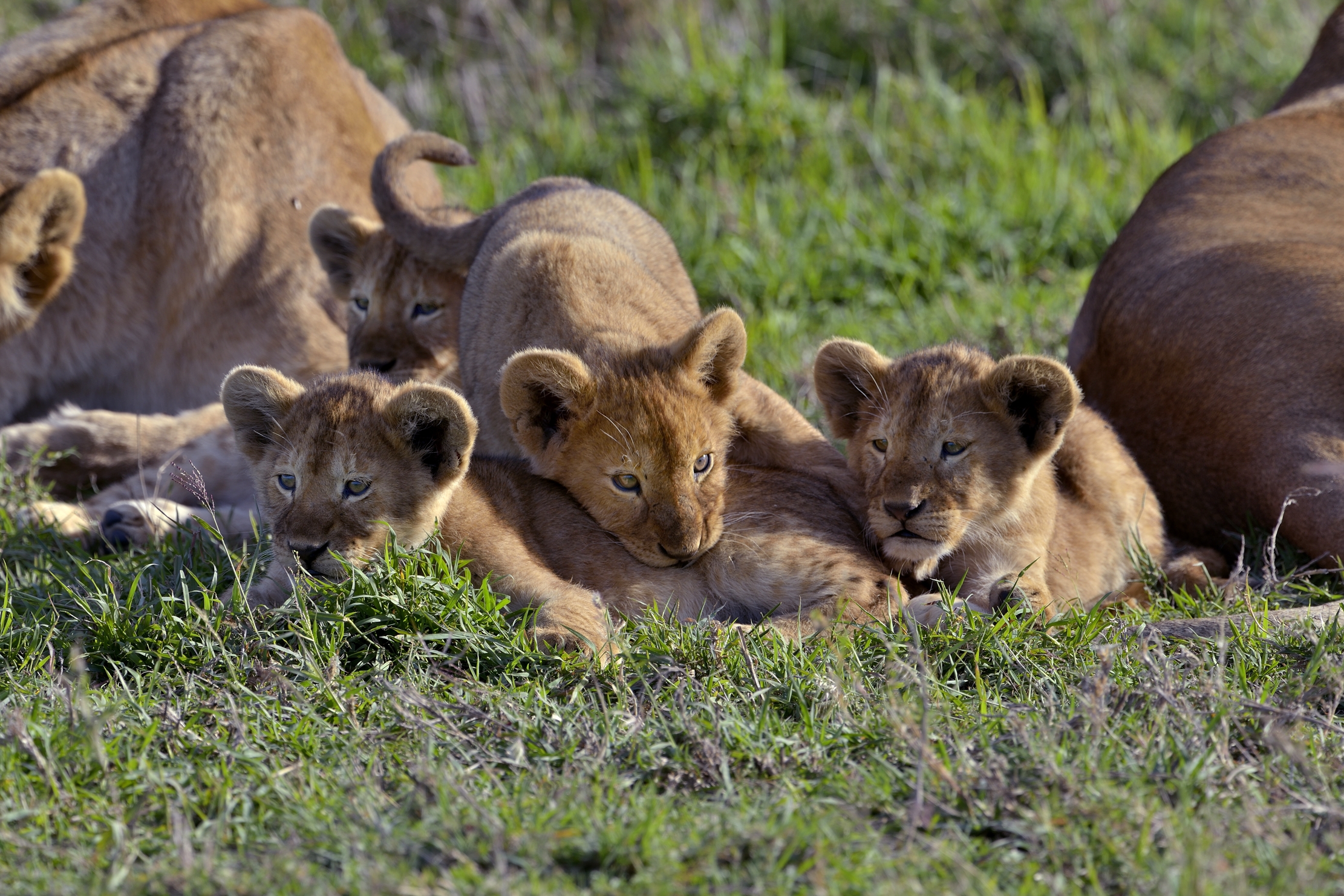 Serengeti - Cuccioli di leone