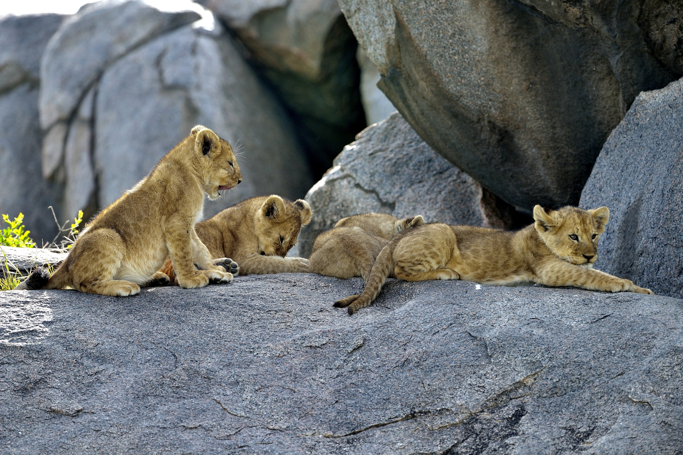 Serengeti - Cuccioli di leone