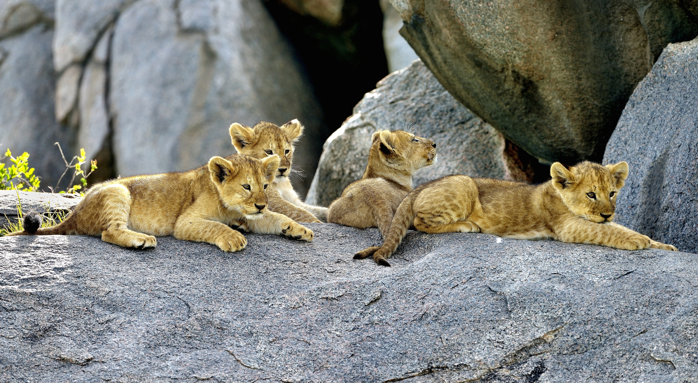 Serengeti - Cuccioli di leone