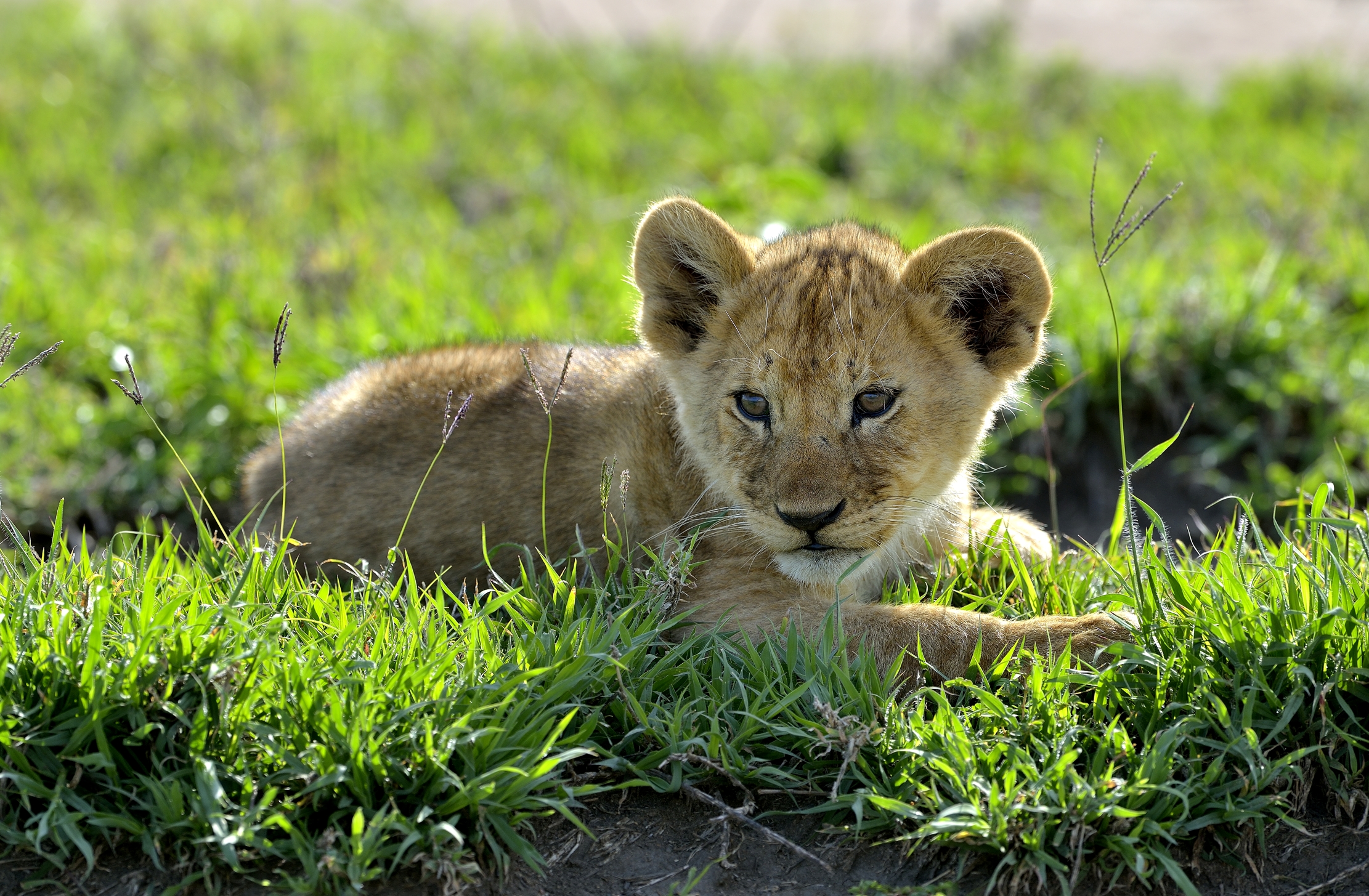 Serengeti - Cucciolo di leone