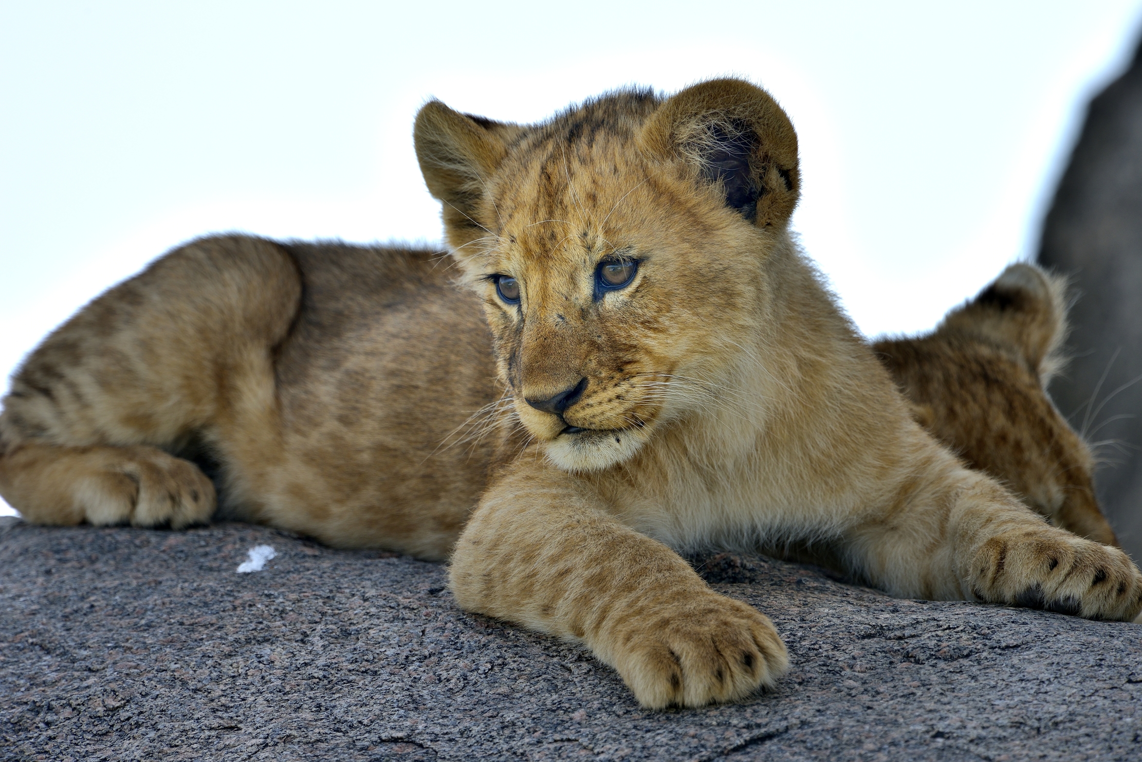Serengeti - Cucciolo di leone