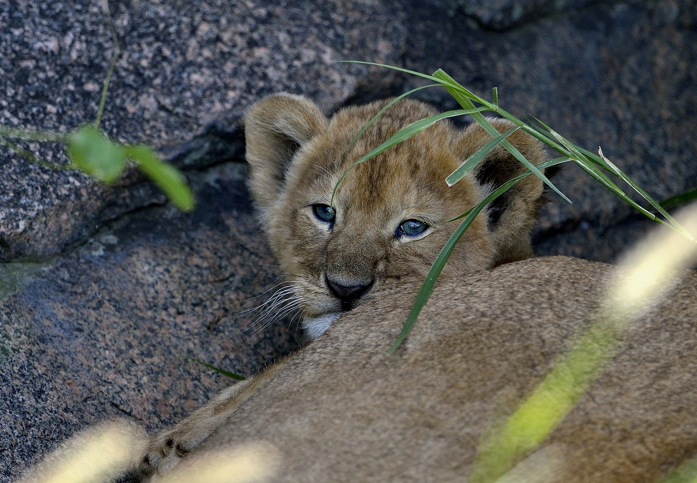 Serengeti - Cucciolo di leone