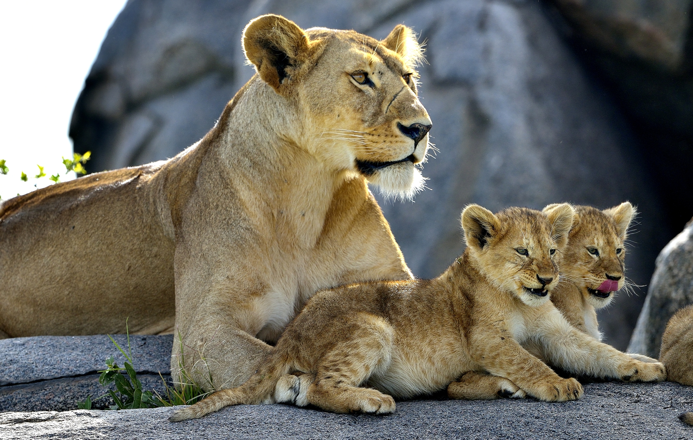 Serengeti - Leonessa con Cuccioli