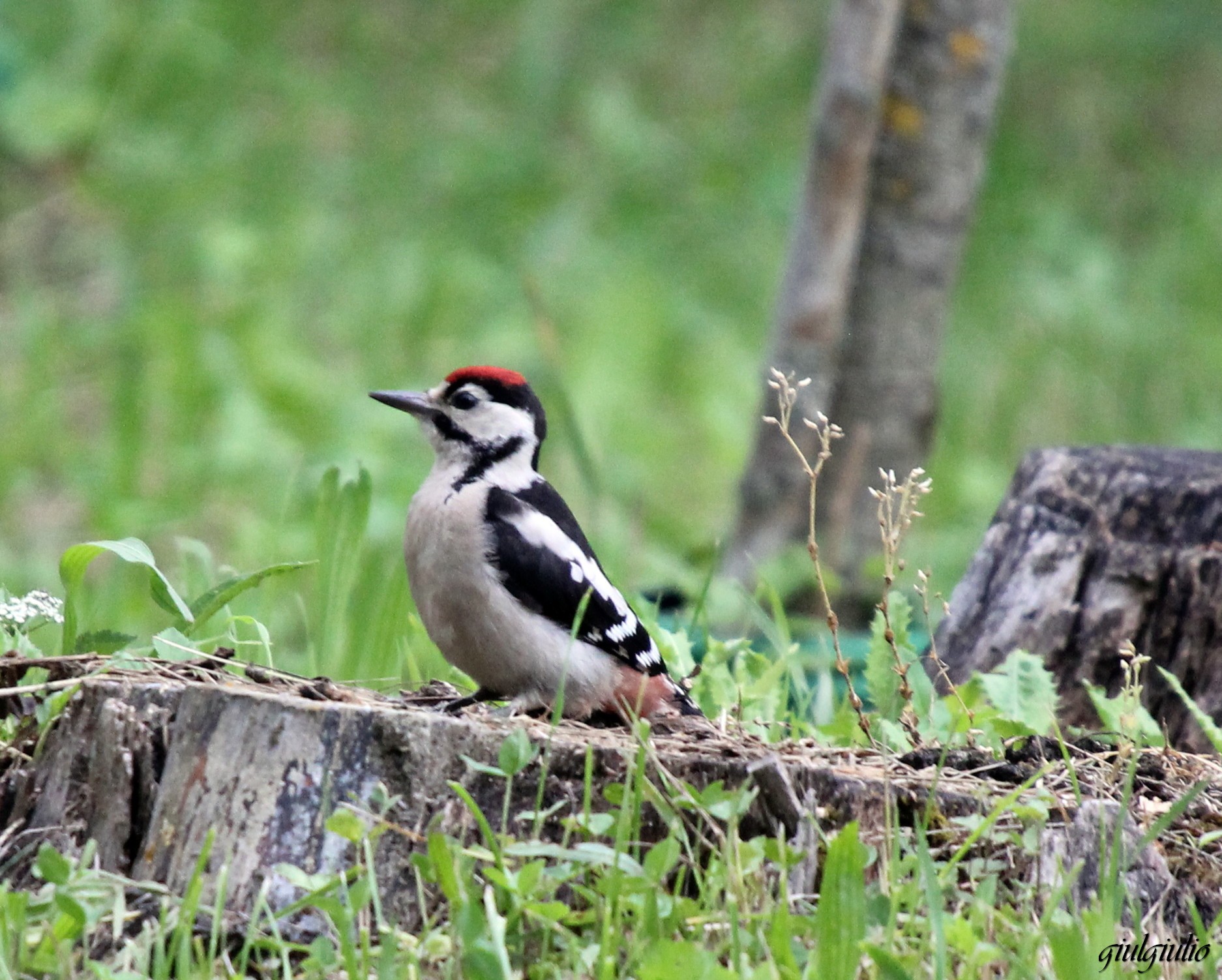 novello di picchio rosso maggiore
