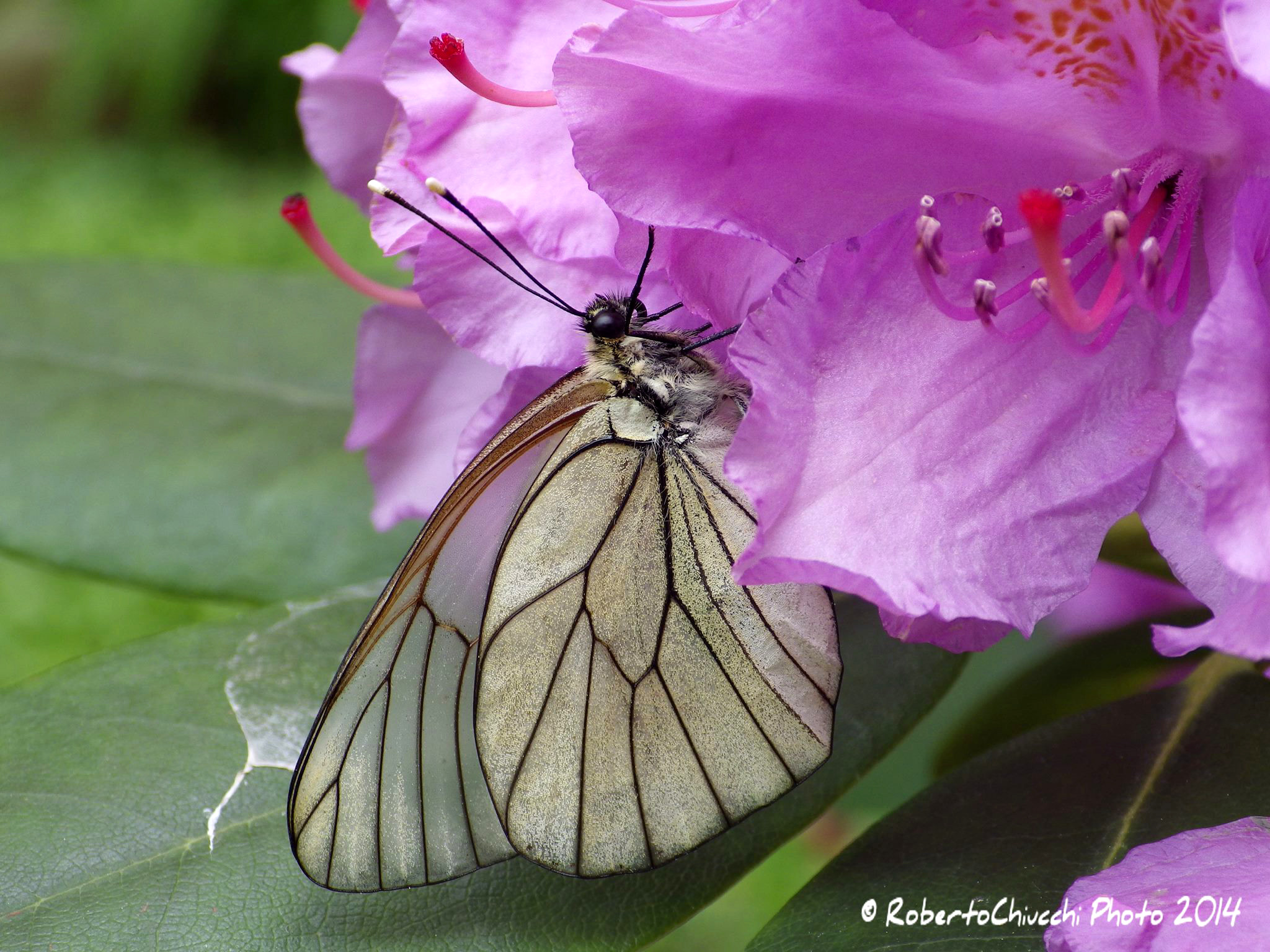 Farfalla pleride del biancospino (Aporia crataegi)