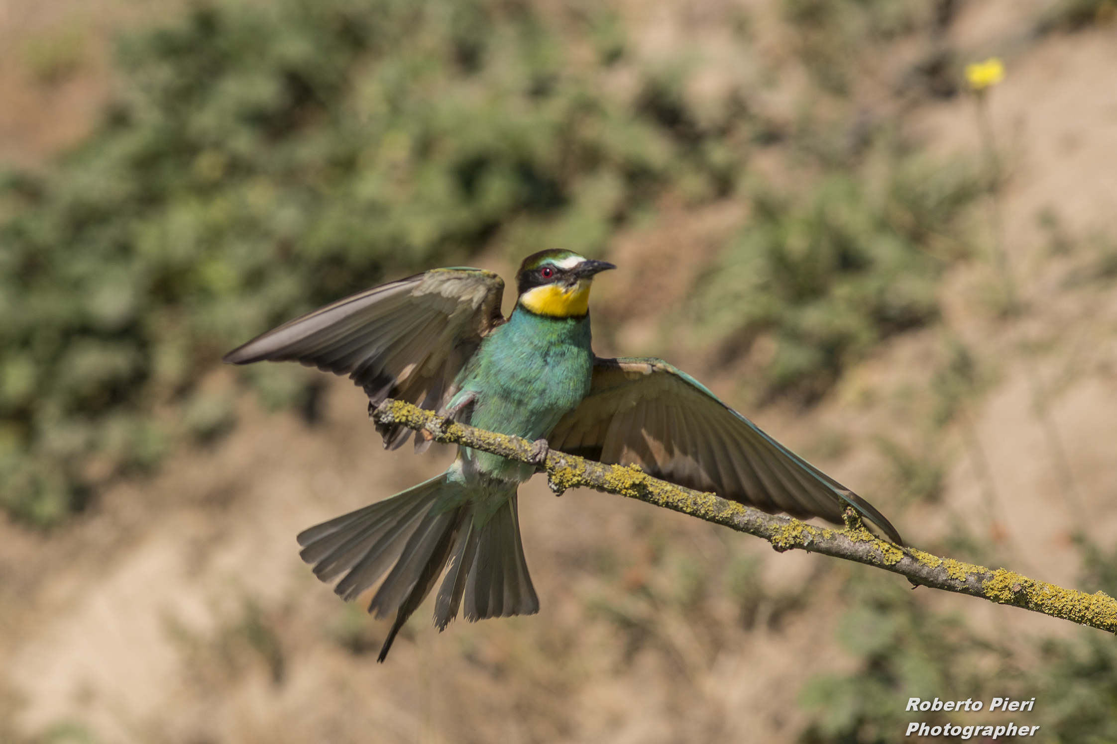 bee-eaters